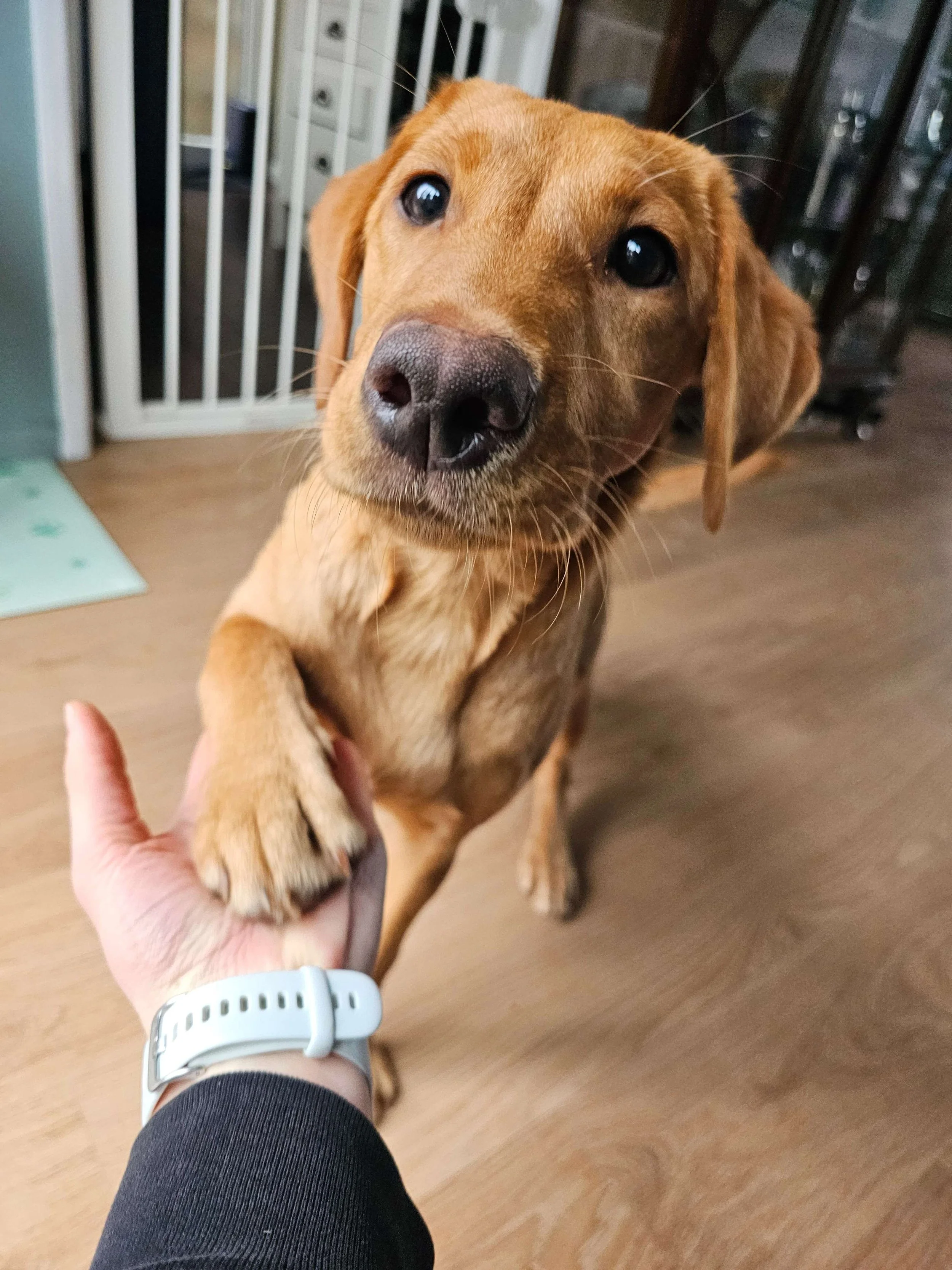 Solo dog walking for a Jack Russell in Eastbourne by Fiona’s Fauna & Flora.