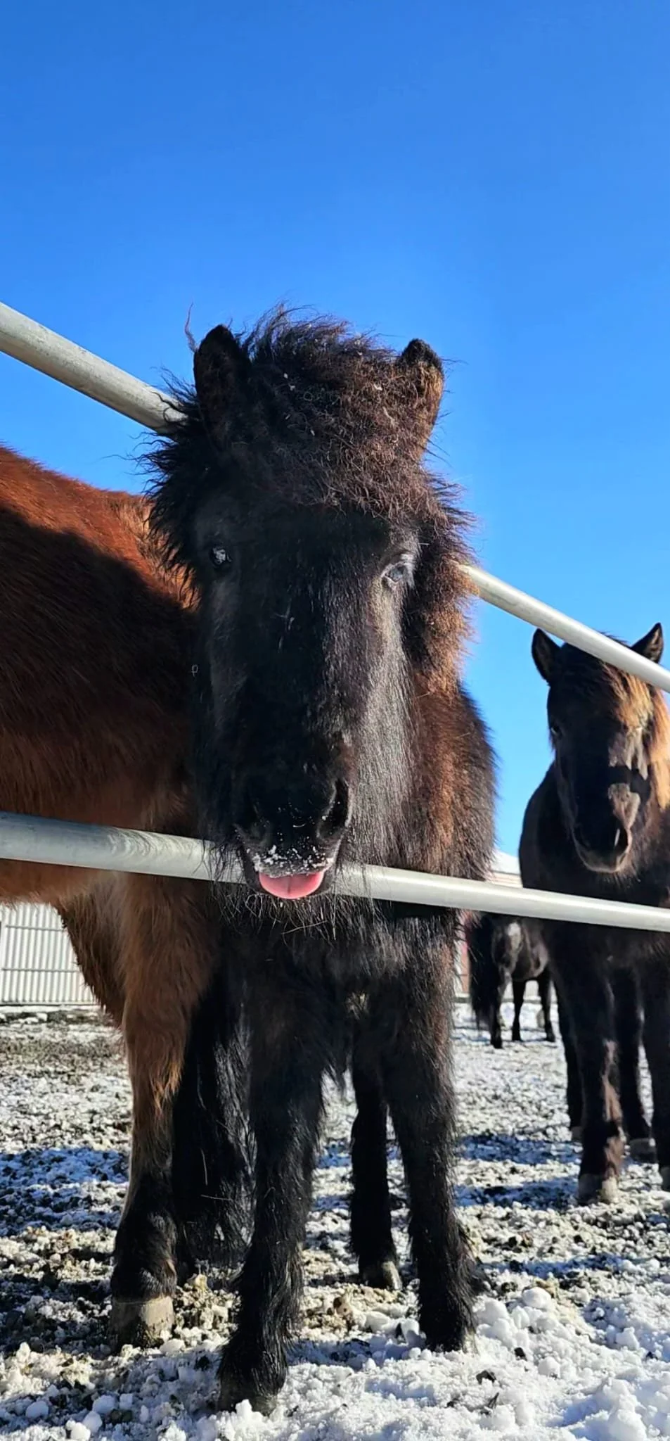 Experienced animal care and pet sitting in Seaford, Eastbourne, Lewes, Newhaven, Alfriston by professional dog walker Fiona’s Fauna & Flora.
