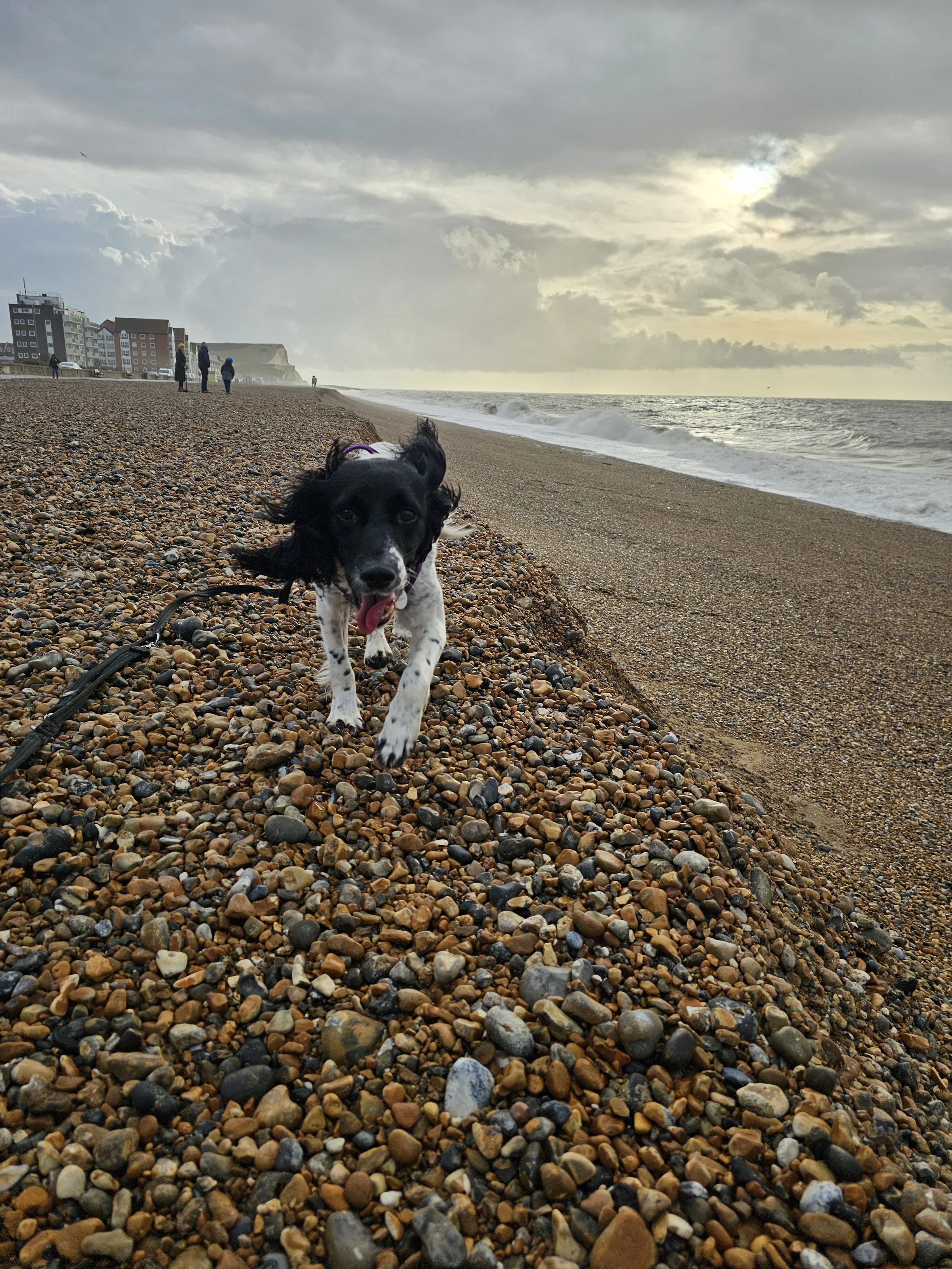 Dog walking in the South Downs, professional Dog Walker Cat sitting and pet pop-in visits Eastbourne, Lewes, Seaford, Newhaven, Alfiston - reliable holiday pet care and dog walking