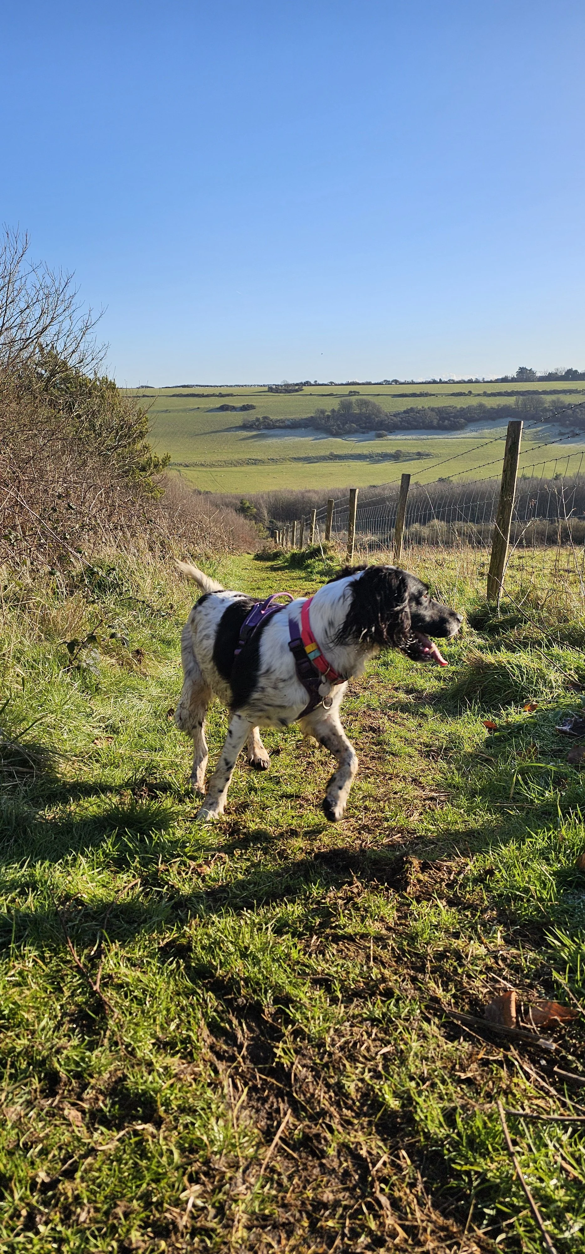 Dog walking in the South Downs, professional Dog Walker Cat sitting and pet pop-in visits Eastbourne, Lewes, Seaford, Newhaven, Alfiston - reliable holiday pet care and dog walking