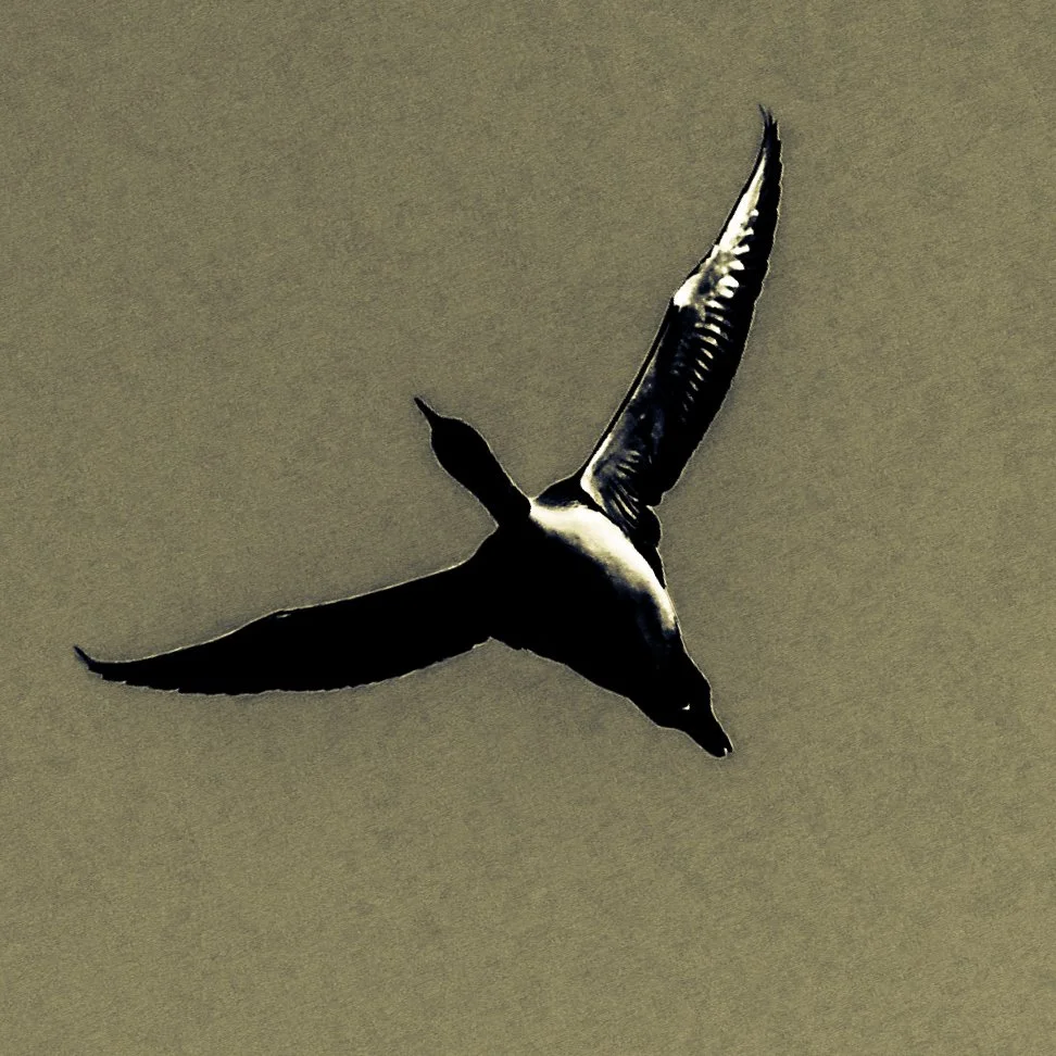 lake loon
