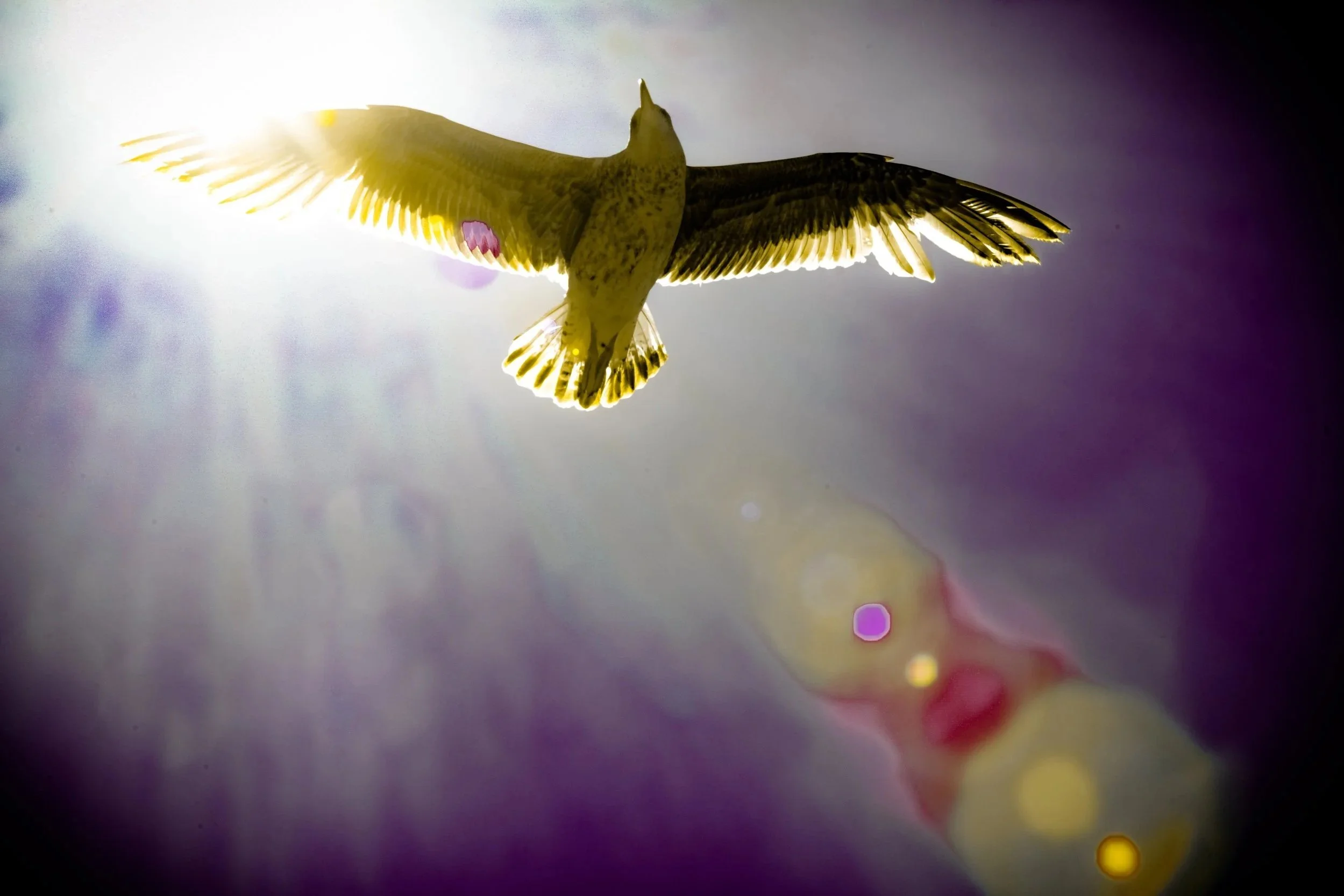 soar
