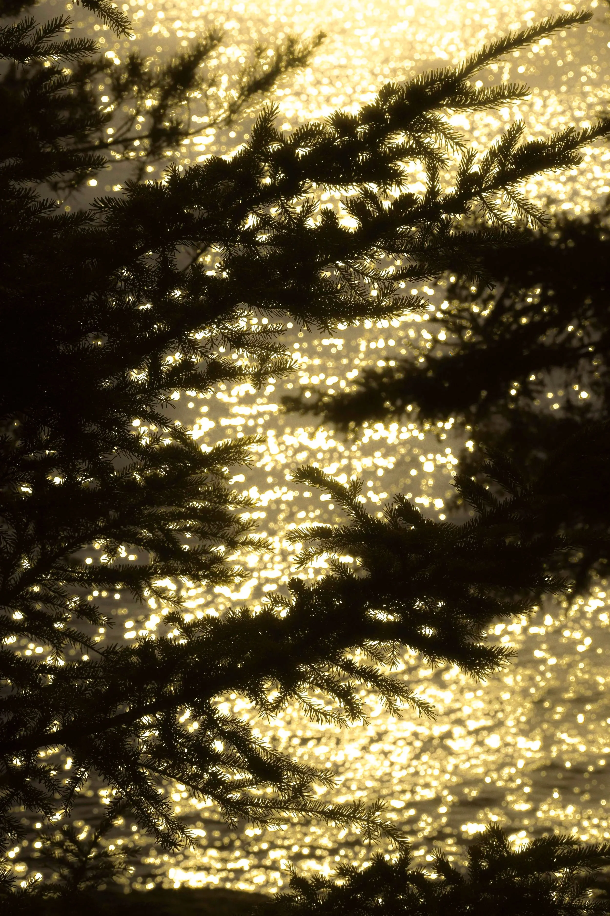 suppertime sparkles