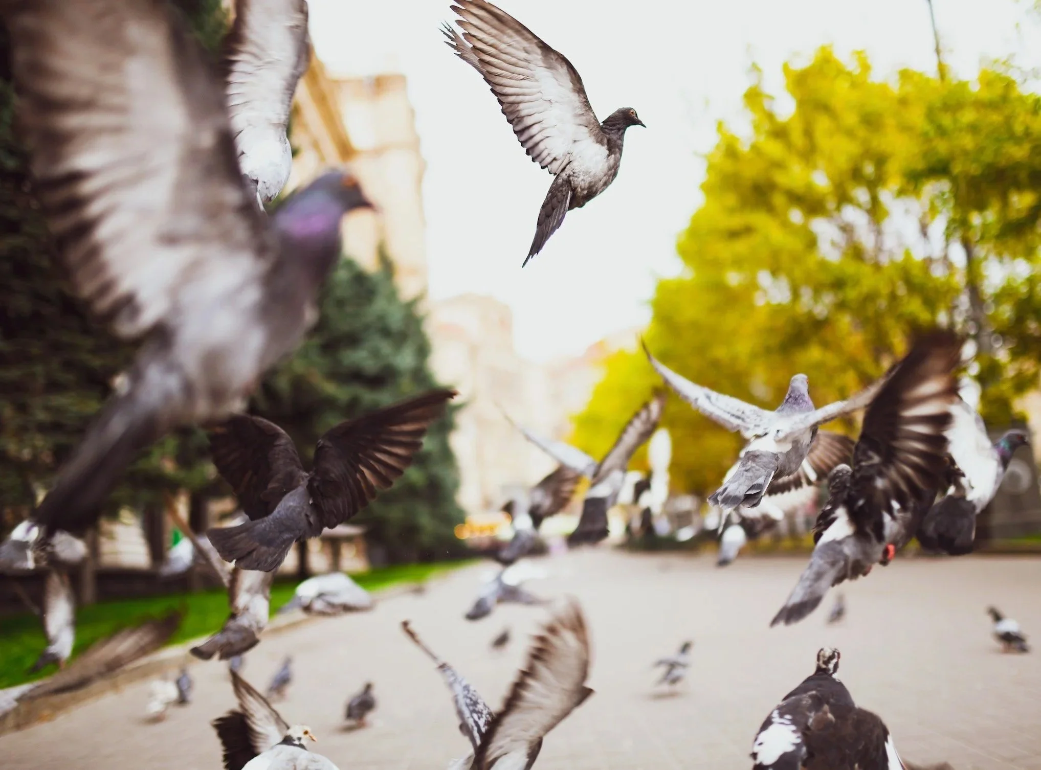 Pigeons flying and gathering on the ground in an urban park with green trees and buildings in the background.