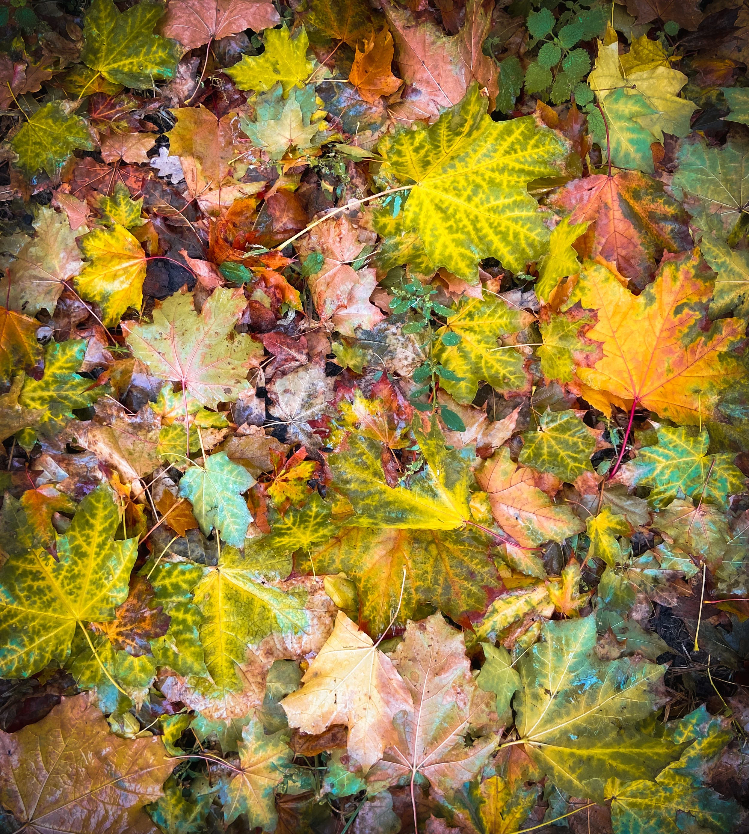 Assorted fallen autumn leaves in shades of yellow, orange, green, and brown.