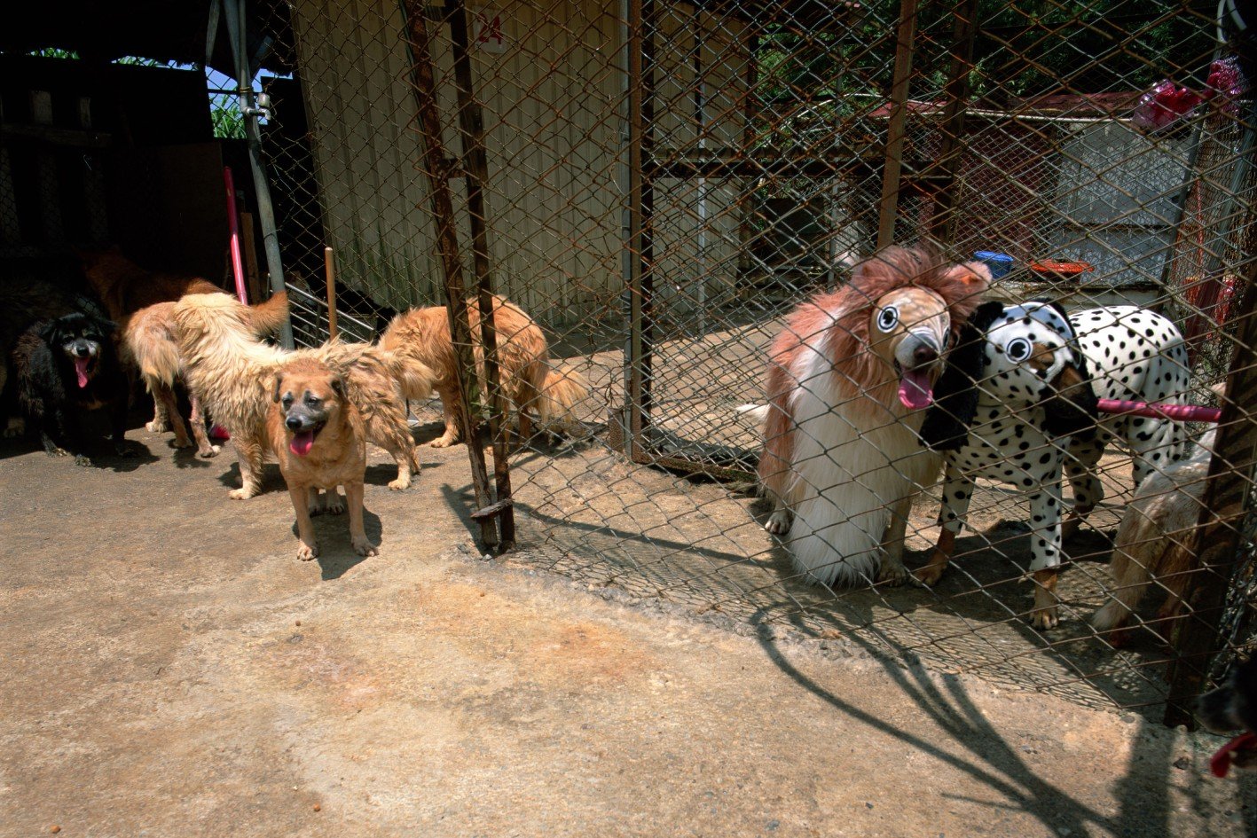 彭弘智/Hung-Chih Peng/衣錦還鄉/To Dress Up at Home