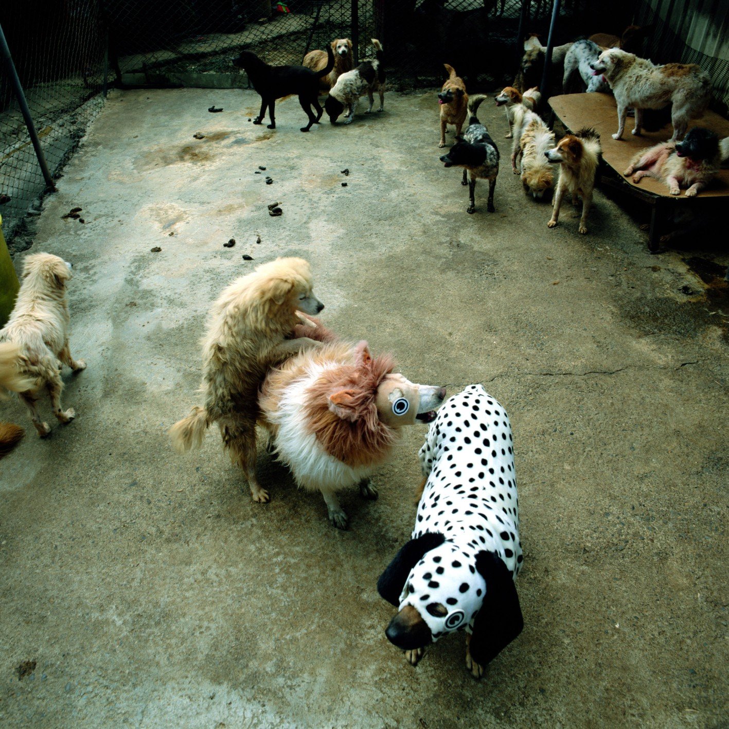 彭弘智/Hung-Chih Peng/衣錦還鄉/To Dress Up at Home