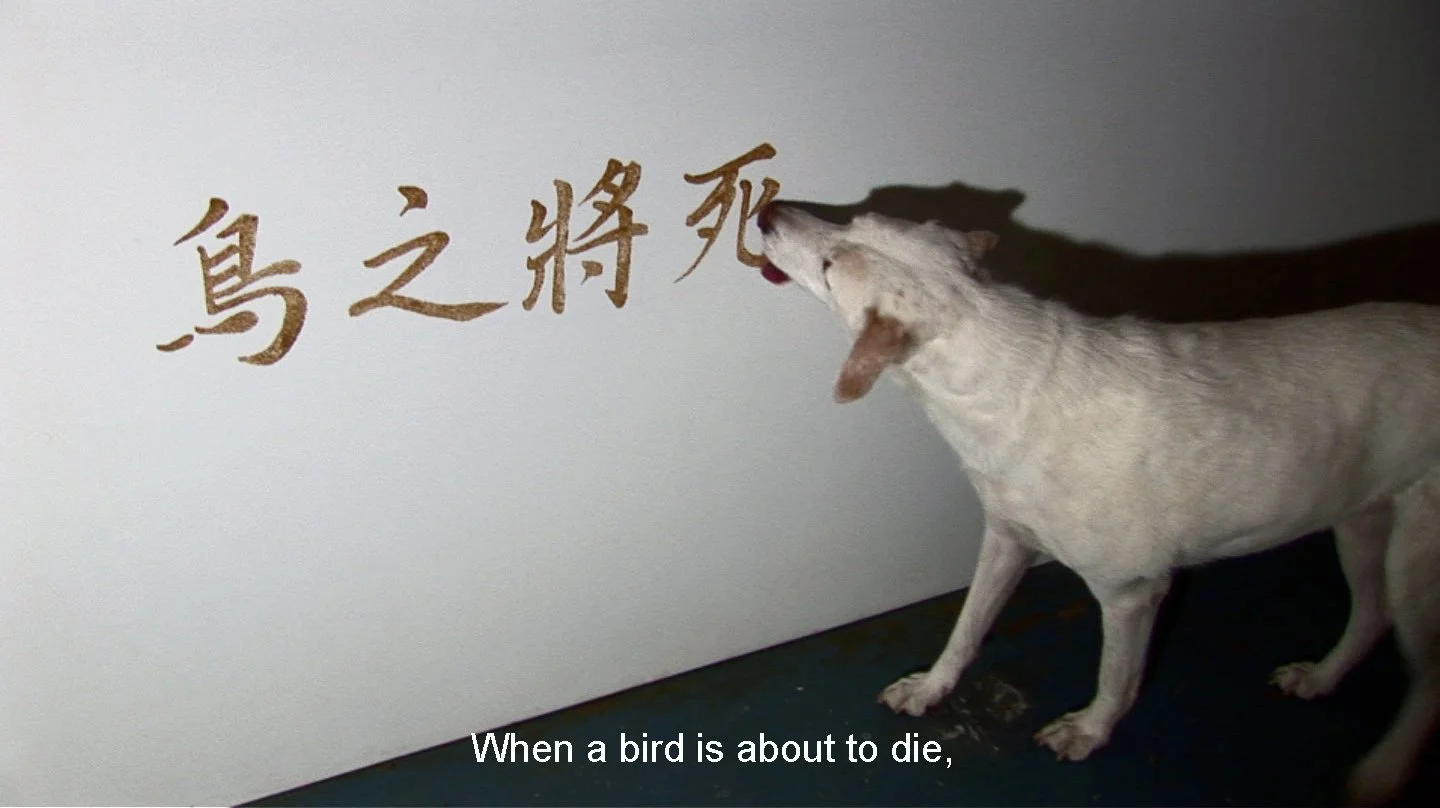 彭弘智 Hung-Chih Peng / 犬僧 Canine monk / 論語選 Excerpts from the Analects of Confucius