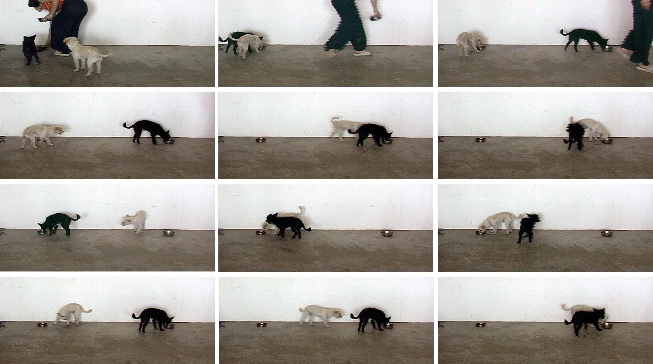 彭弘智/Hung-Chih Peng/一黑/一白/One Black / One White