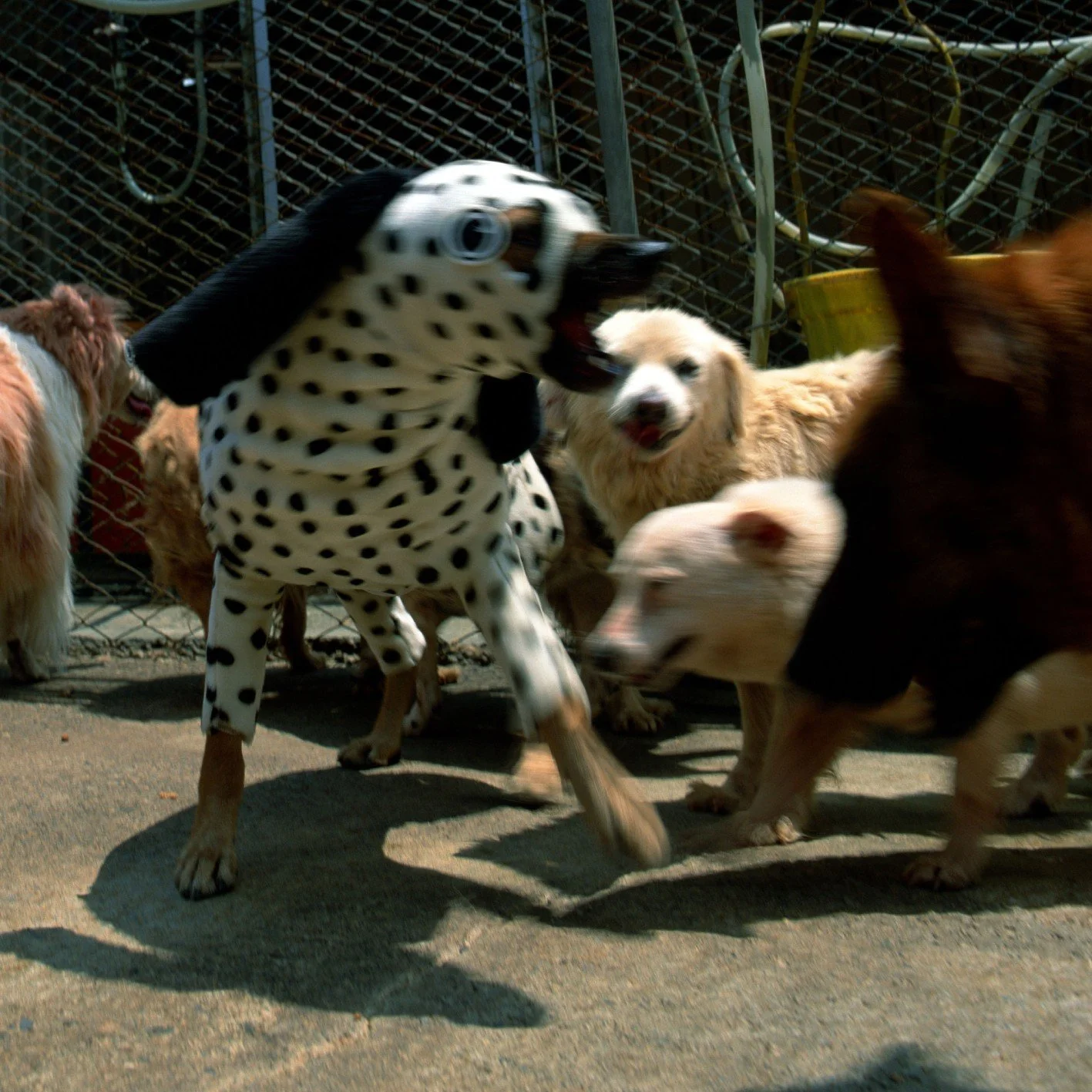 彭弘智/Hung-Chih Peng/衣錦還鄉/To Dress Up at Home