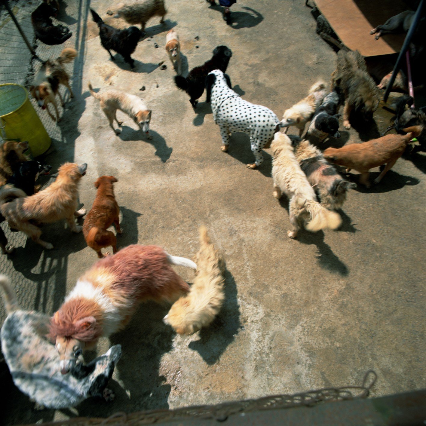 彭弘智/Hung-Chih Peng/衣錦還鄉/To Dress Up at Home