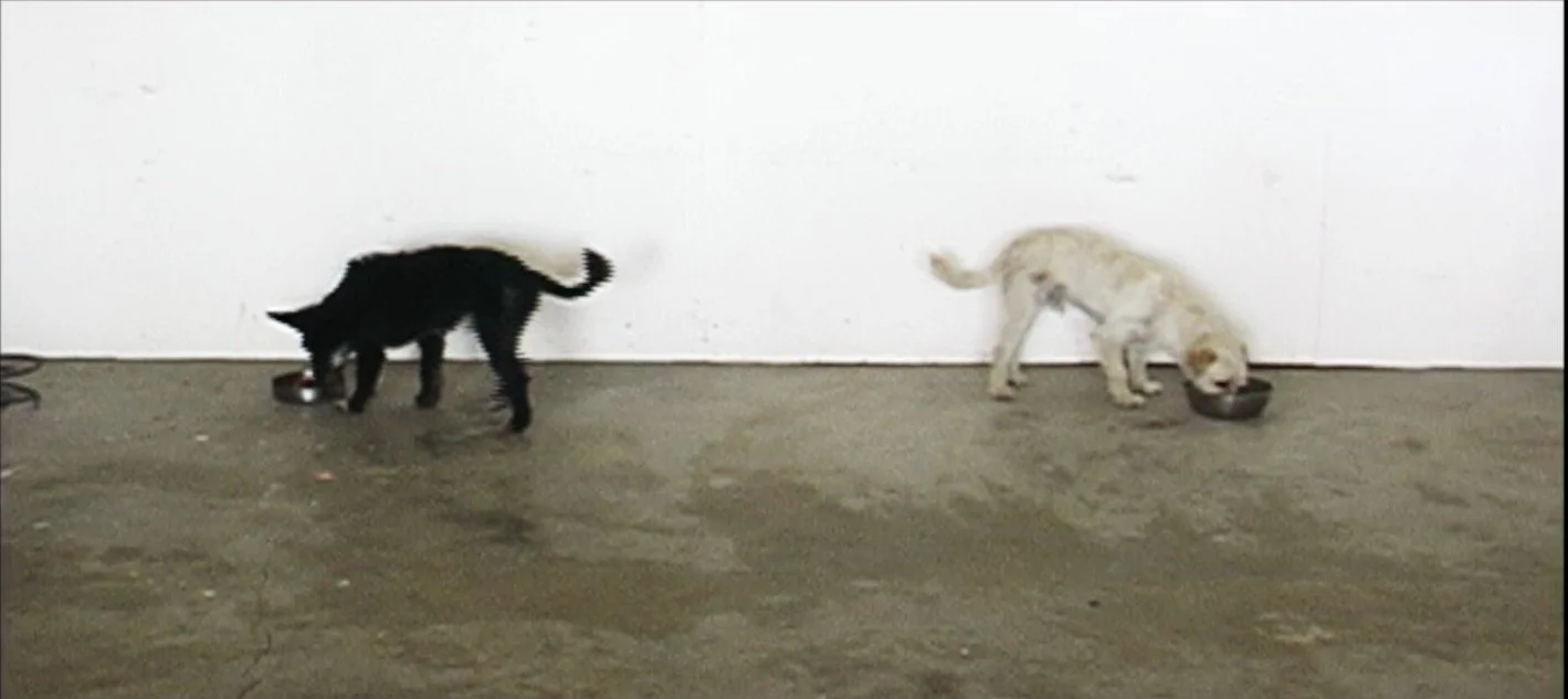 一黑/一白 One Black / One White