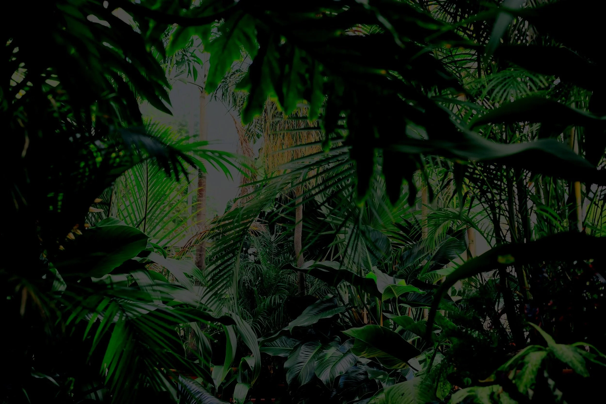 Dense tropical jungle with various green leaves and tall trees, sunlight filtering through the canopy.