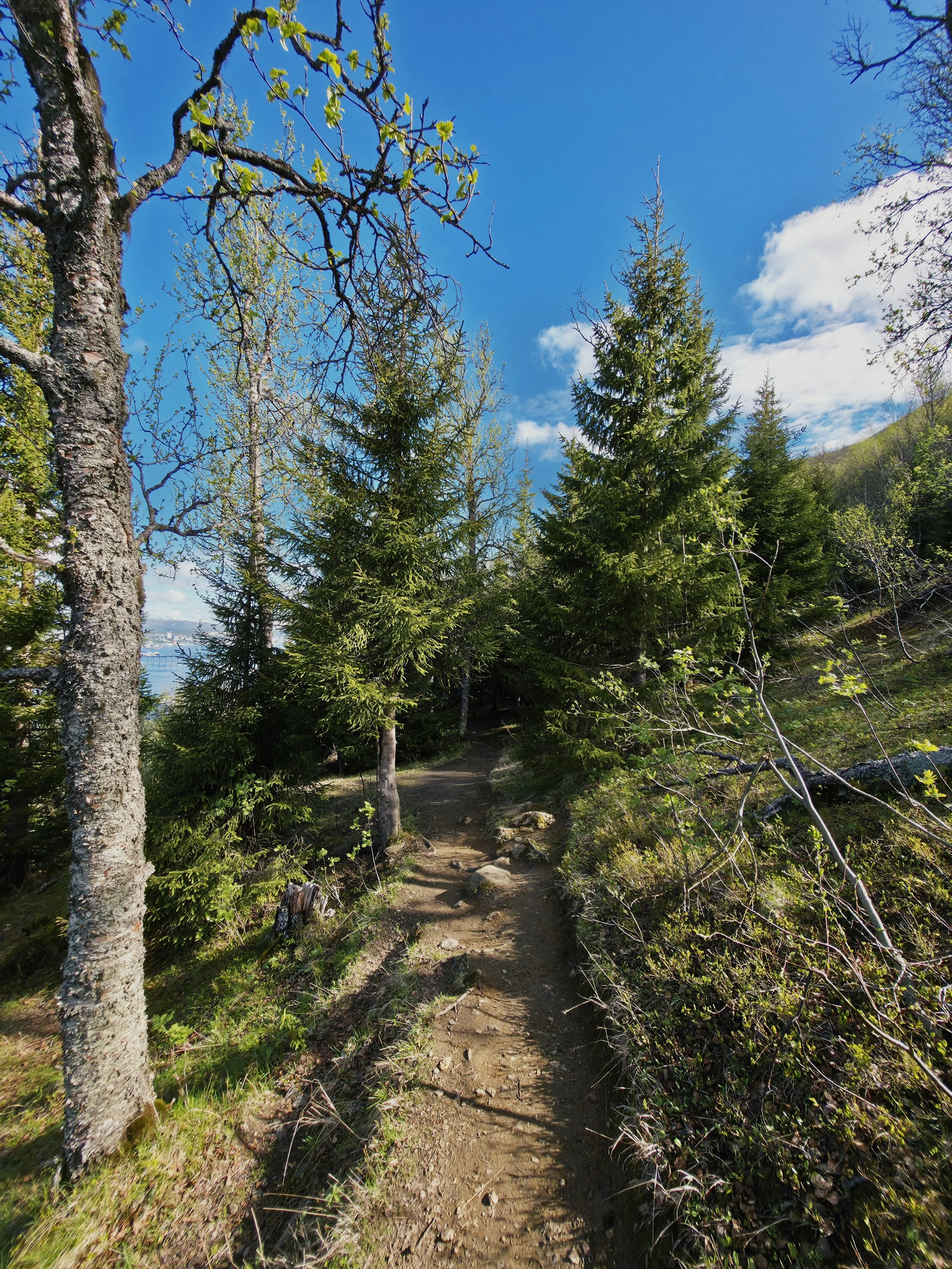 Skog-sti.jpg