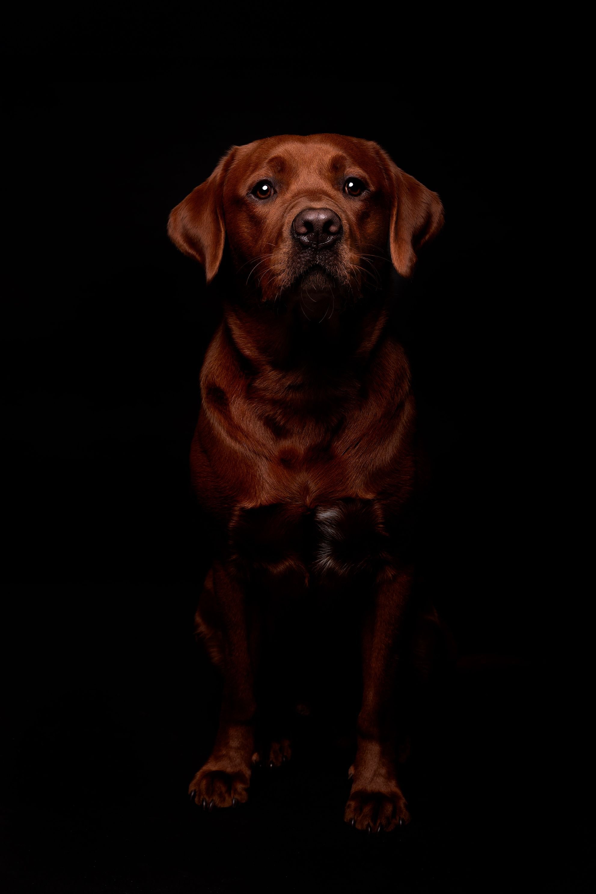 Brown dog with floppy ears sitting against a black background.