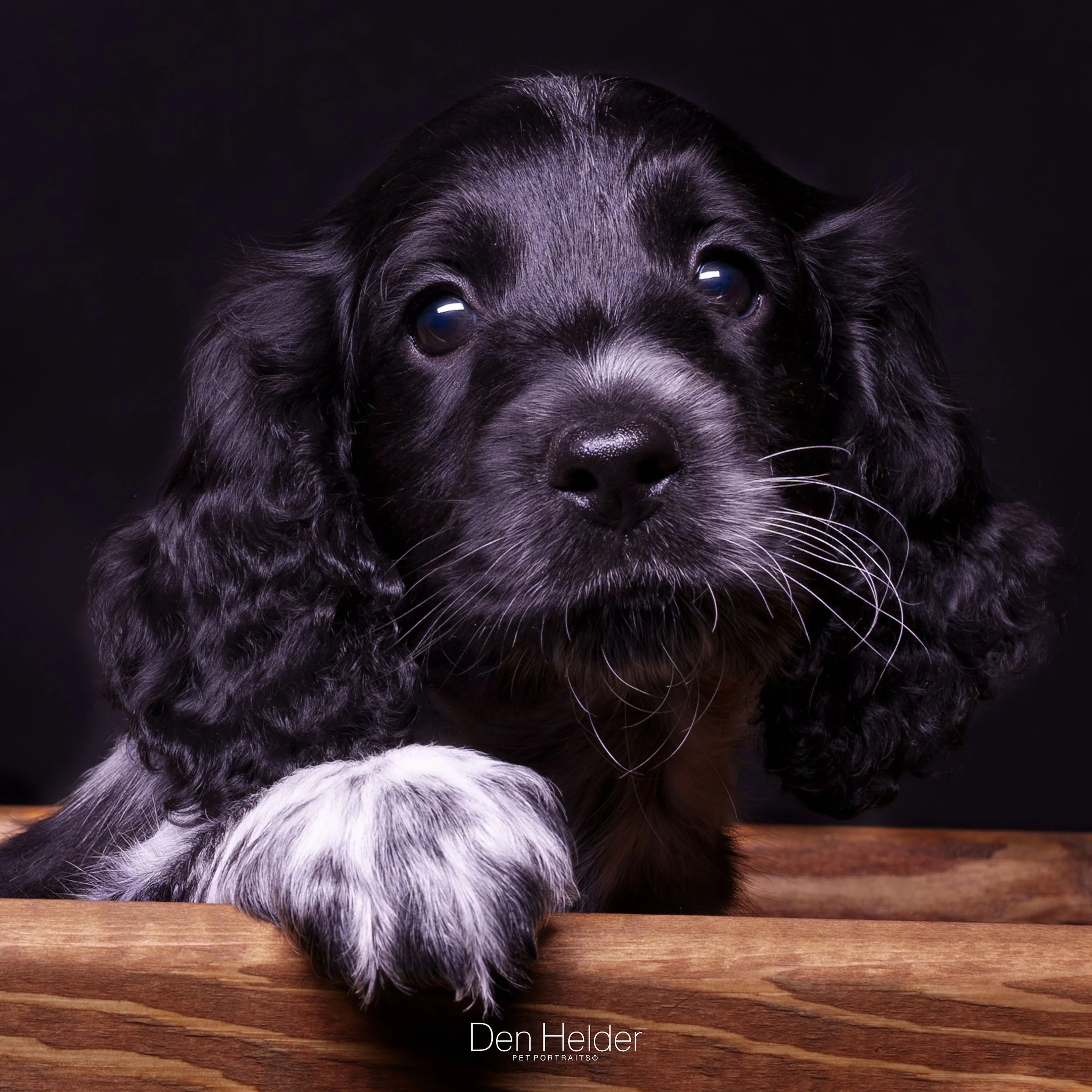 Close-up of a black and white Cocker Spaniel puppy with long ears and wavy fur, resting its paw on a wooden surface against a dark background.
