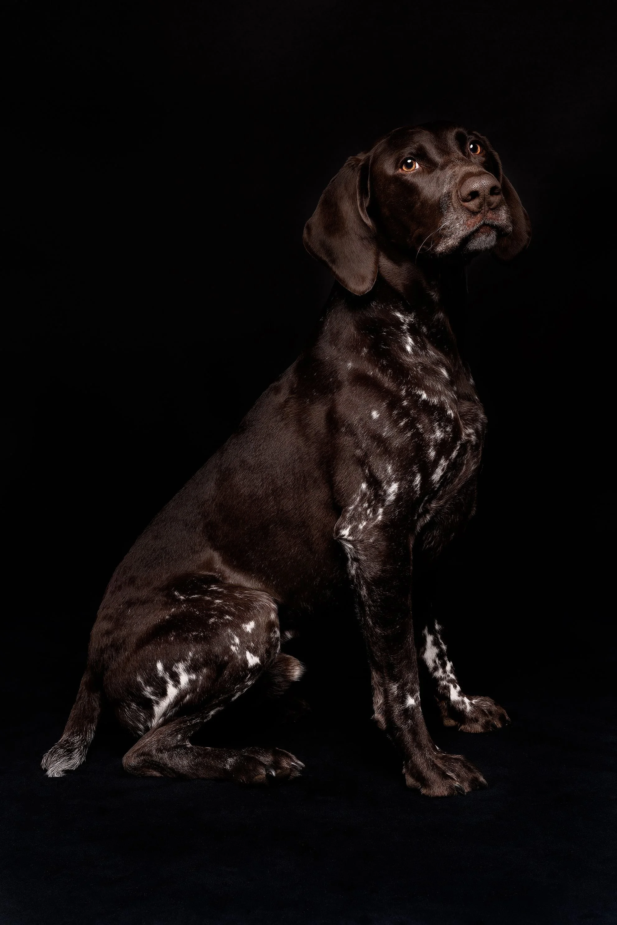 A brown and white speckled puppy sitting on a black background, looking upward with a curious expression.