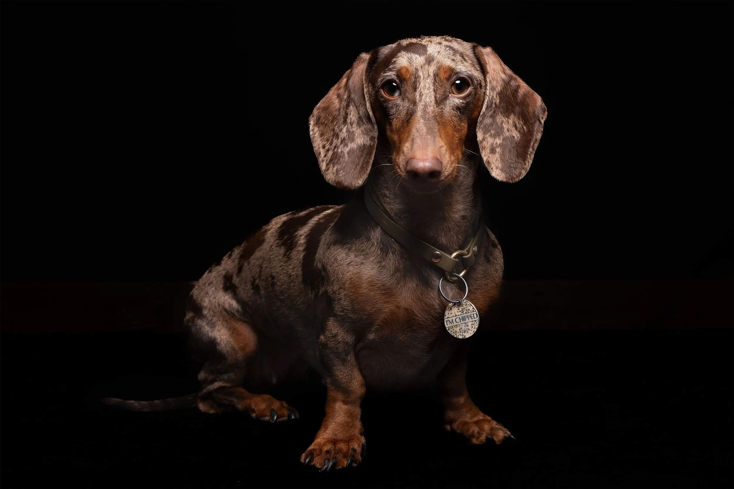 A dappled brown and gray dachshund dog with long ears sitting against a solid black background, wearing a collar with a tag.