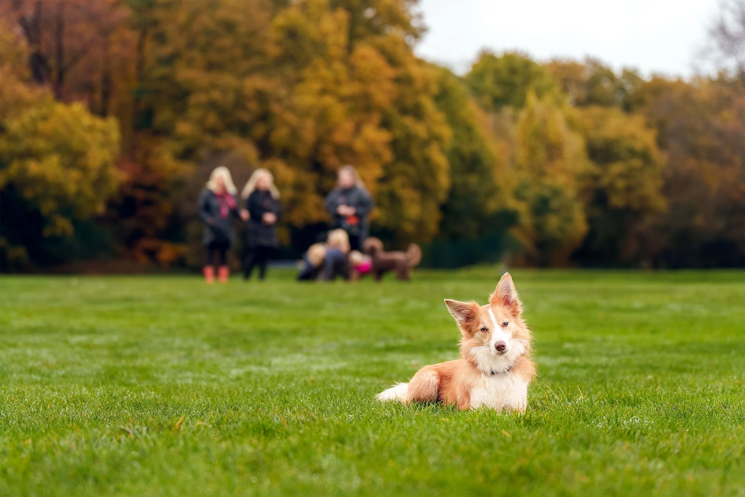 A dog sitting on a grassy field with blurred people and trees in autumn colors in the background.