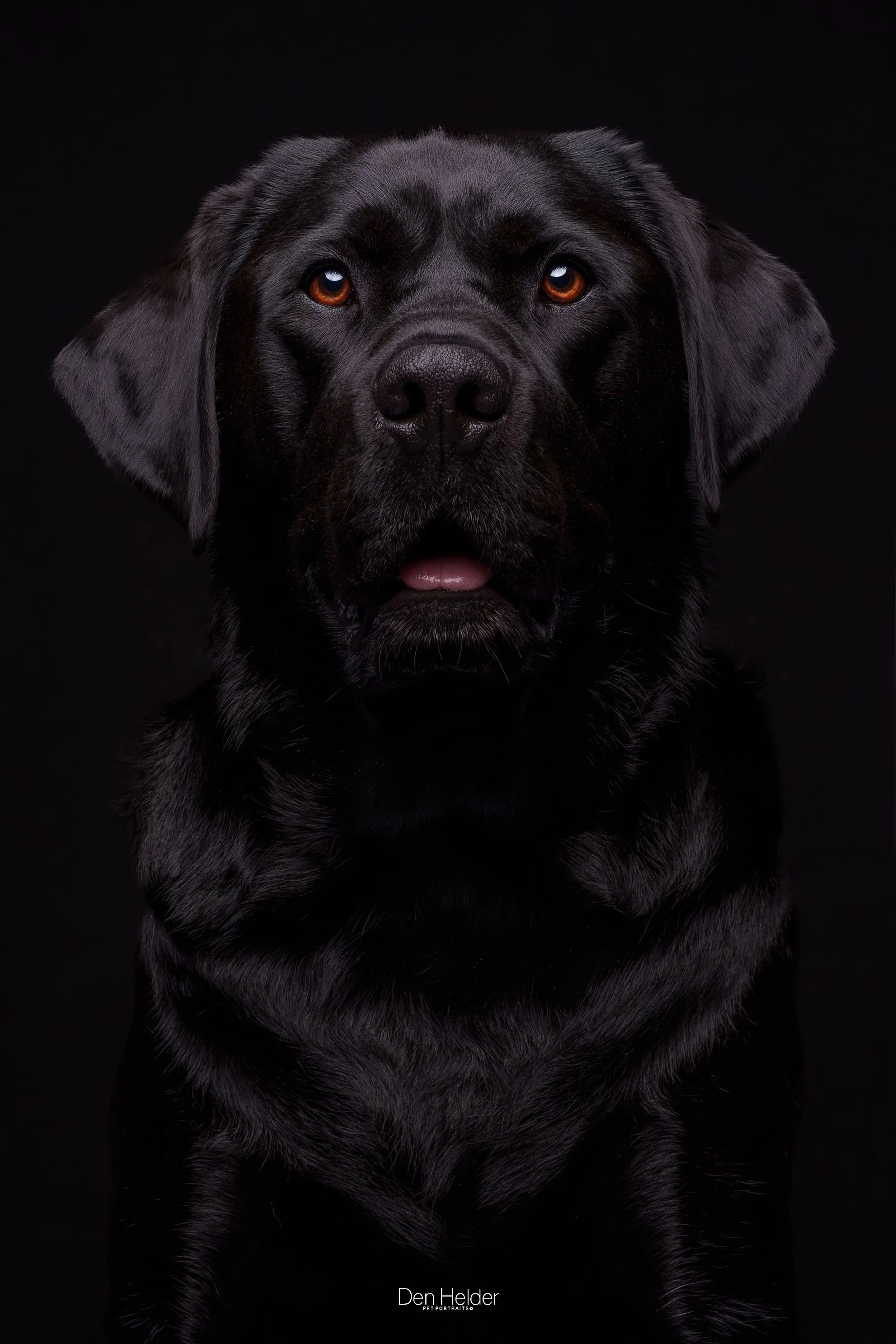 Close-up portrait of a black Labrador Retriever with amber eyes and a slightly open mouth, set against a black background.