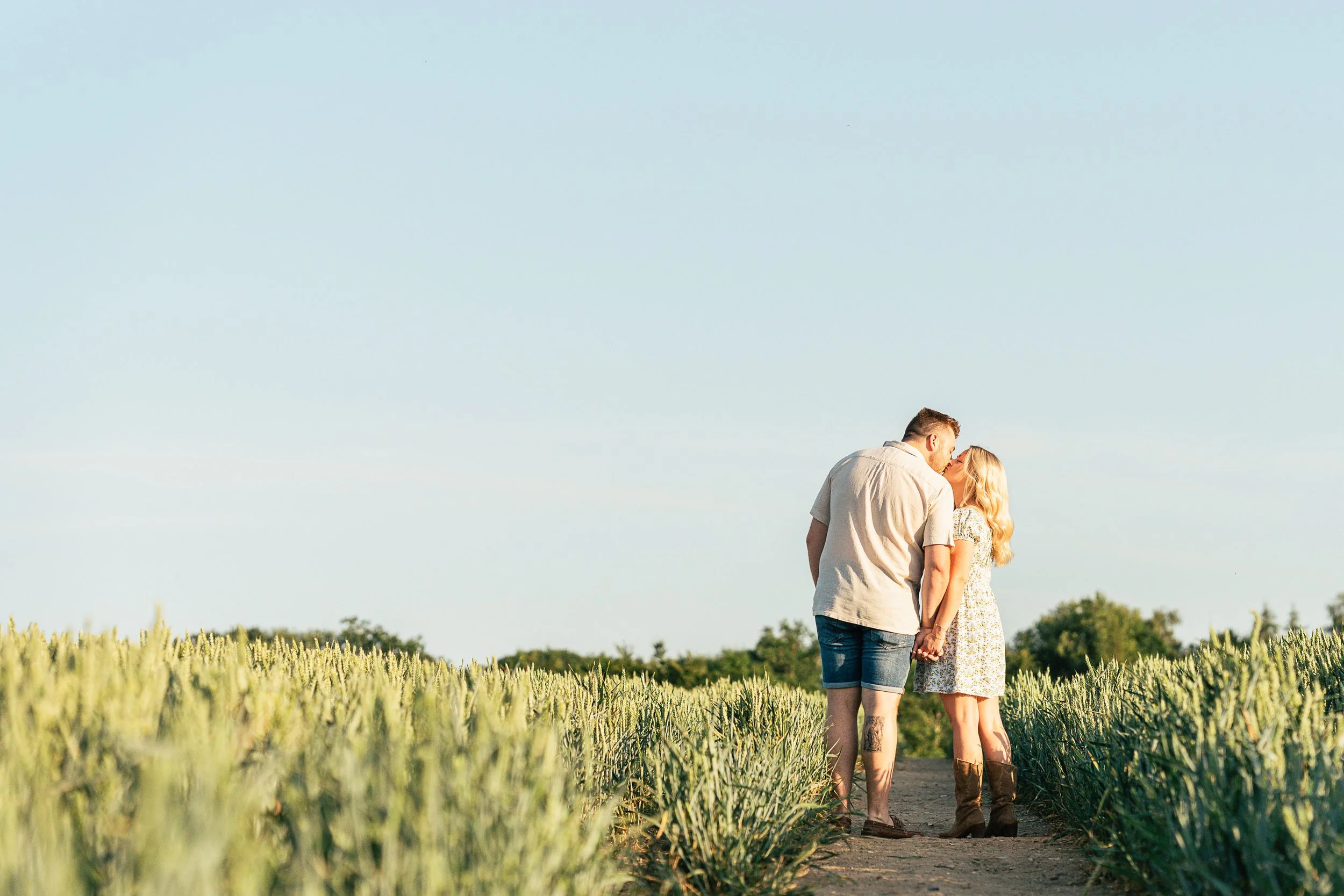 A couple standing in a wheat field, holding hands and sharing a kiss on a sunny day.