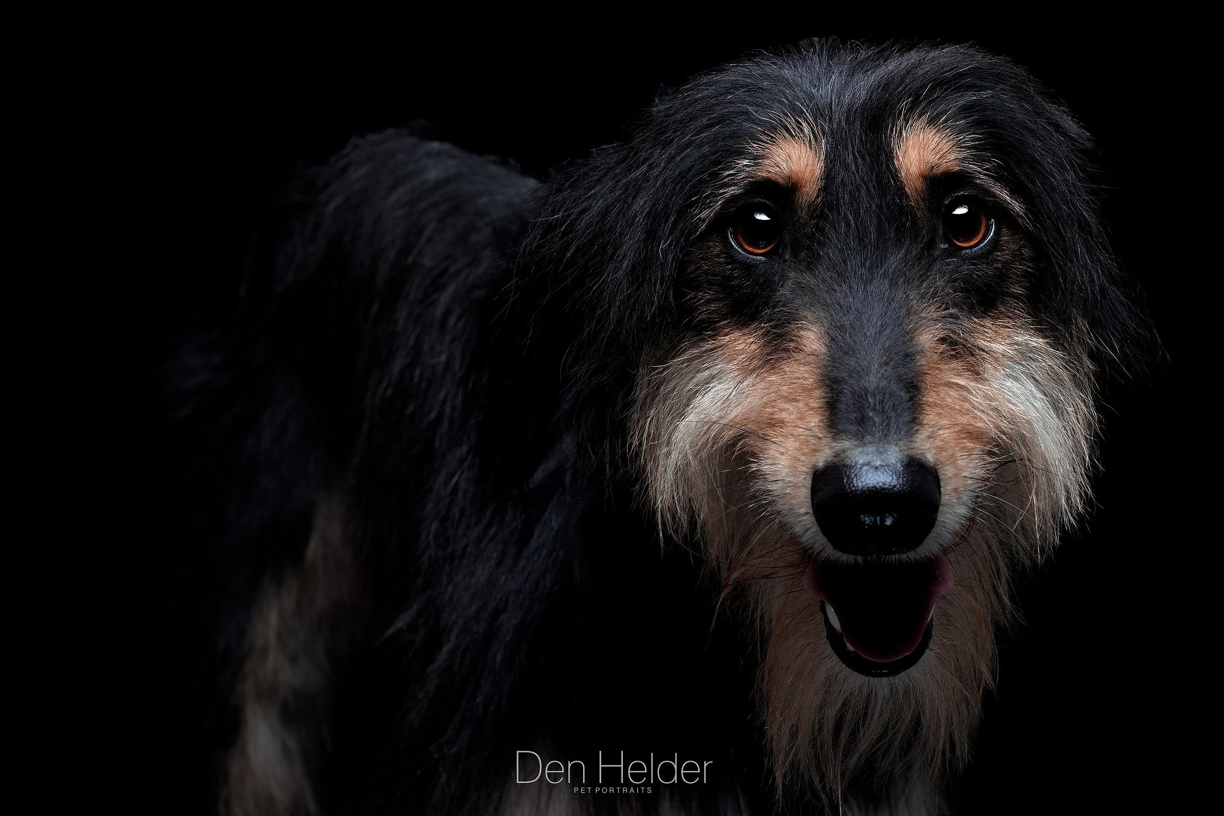 Close-up portrait of a black and tan dog with a scruffy coat, looking at the camera with an open mouth against a black background.
