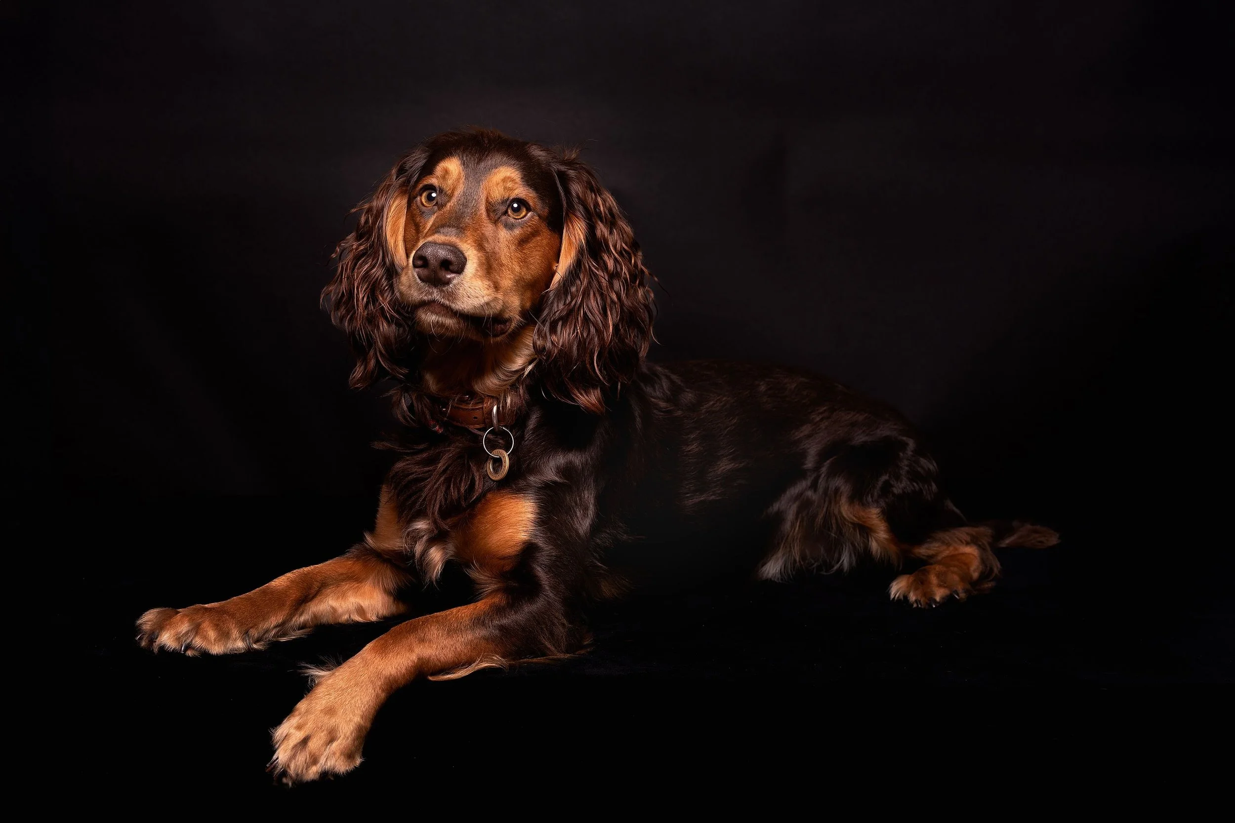 A brown and black long-haired dog lying on a black background, looking at the camera.