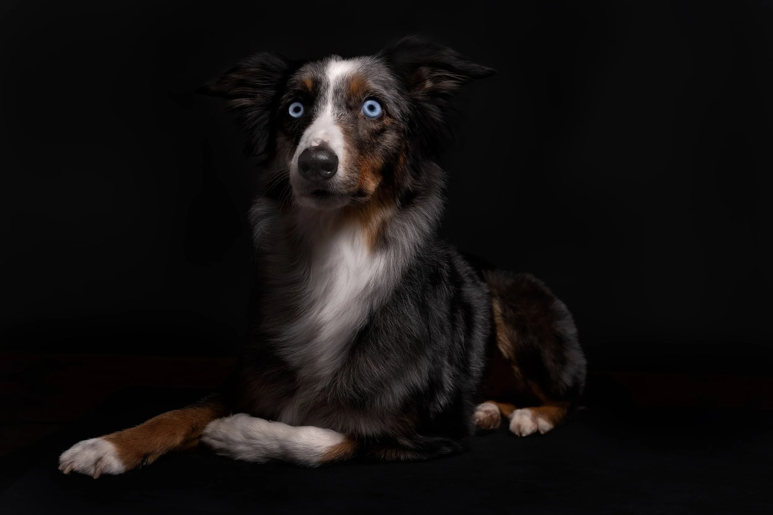 A black, white, and brown Australian Shepherd dog with blue eyes, sitting against a black background.