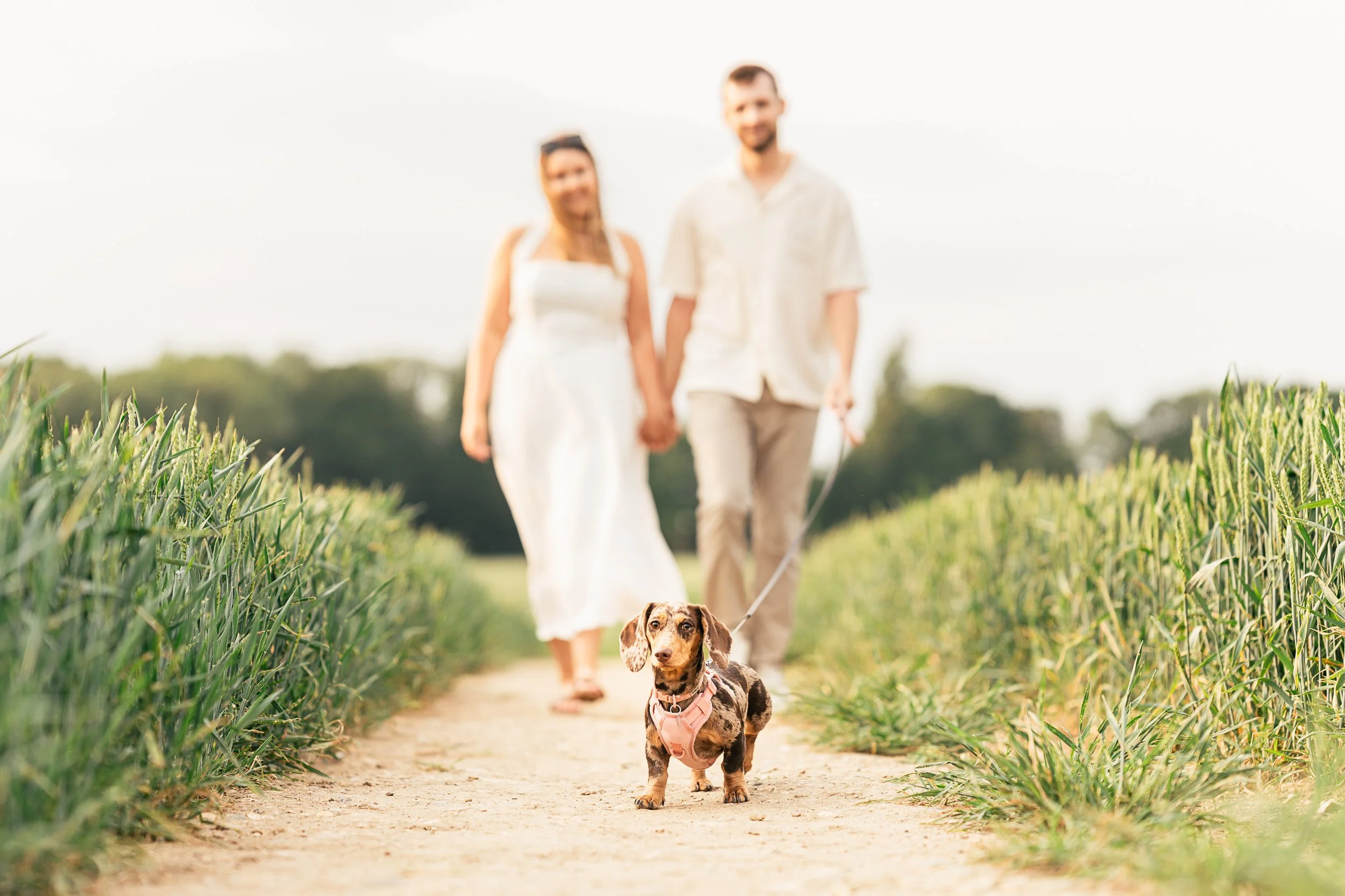 A couple holding hands and walking a dog on a dirt path surrounded by green crops in a field, with trees in the background on a sunny day.