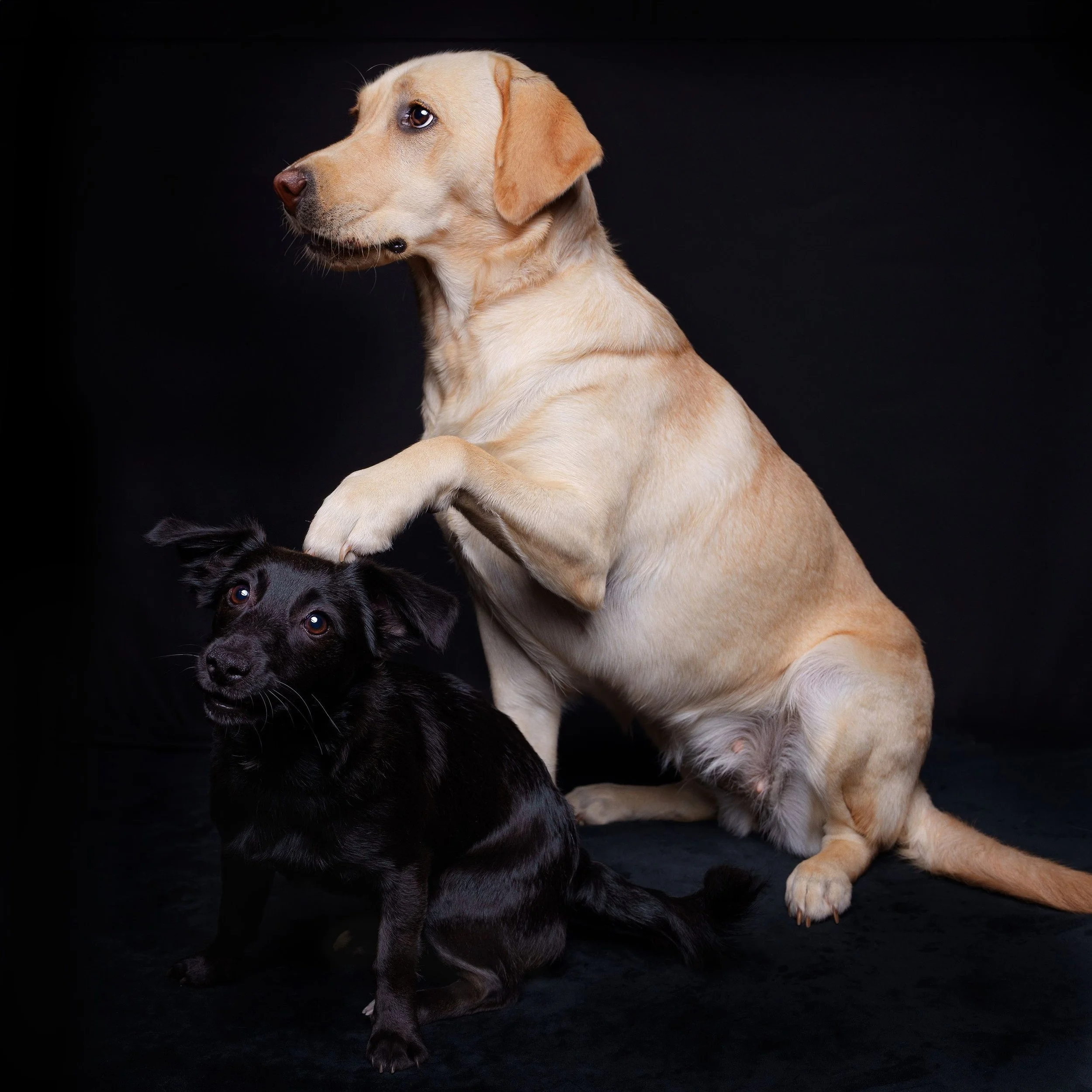 A yellow Labrador retriever sitting on a black background with a black mixed breed dog, with the Labrador placing its paw on the smaller dog's head.