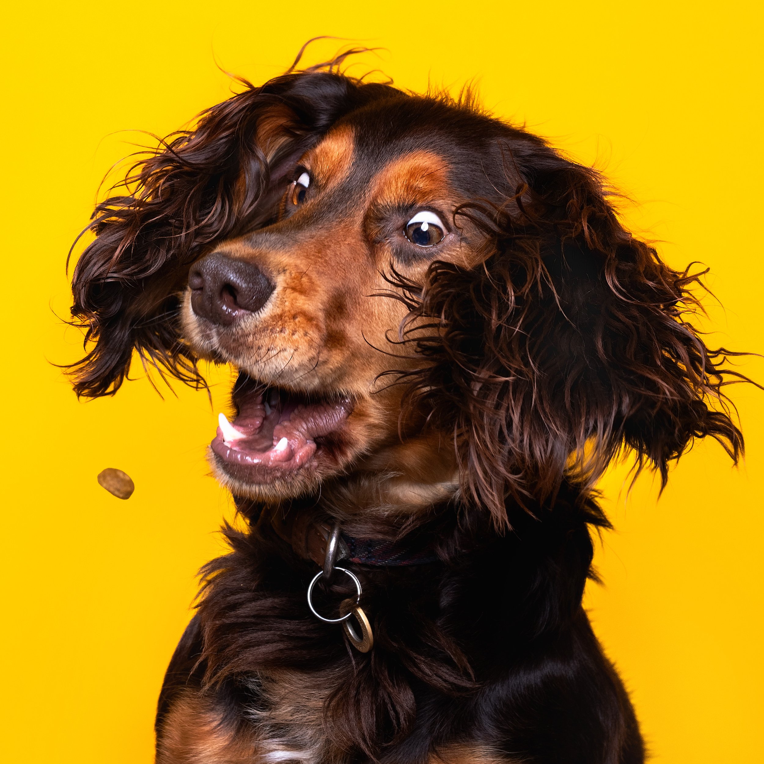 A brown and black dog with long, curly ears against a yellow background. The dog appears to be catching a small object in mid-air with an open mouth.