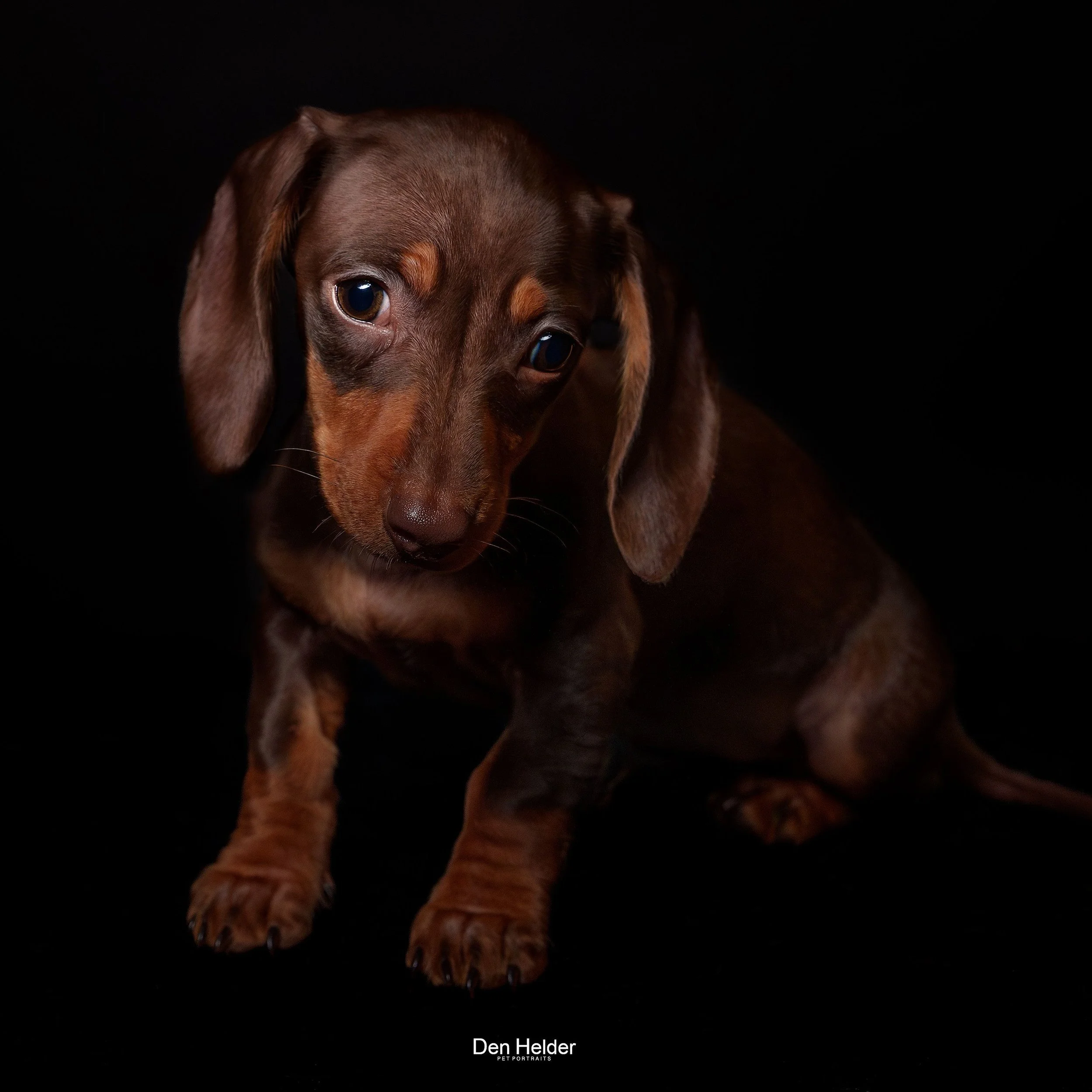 A brown Dachshund puppy sitting against a black background, looking at the camera with a curious expression.