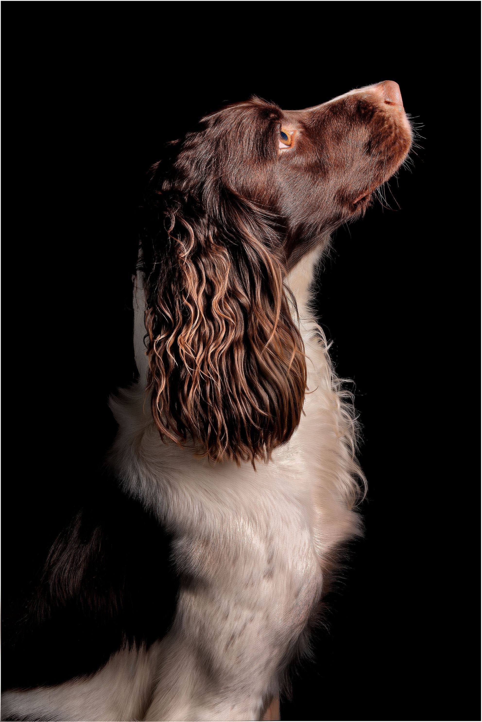 Profile of a brown and white English Springer Spaniel dog with long, curly ears, looking up against a black background.
