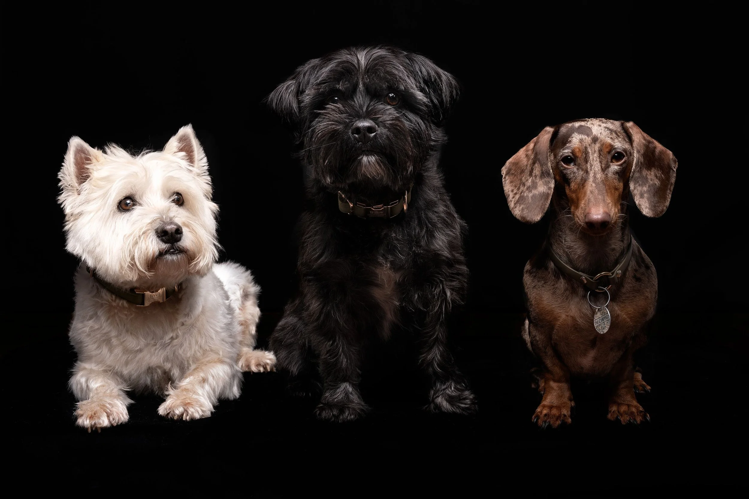 Three dogs sitting against a black background. From left to right: a white fluffy dog, a black scruffy dog, and a brown and gray Dachshund with long ears.