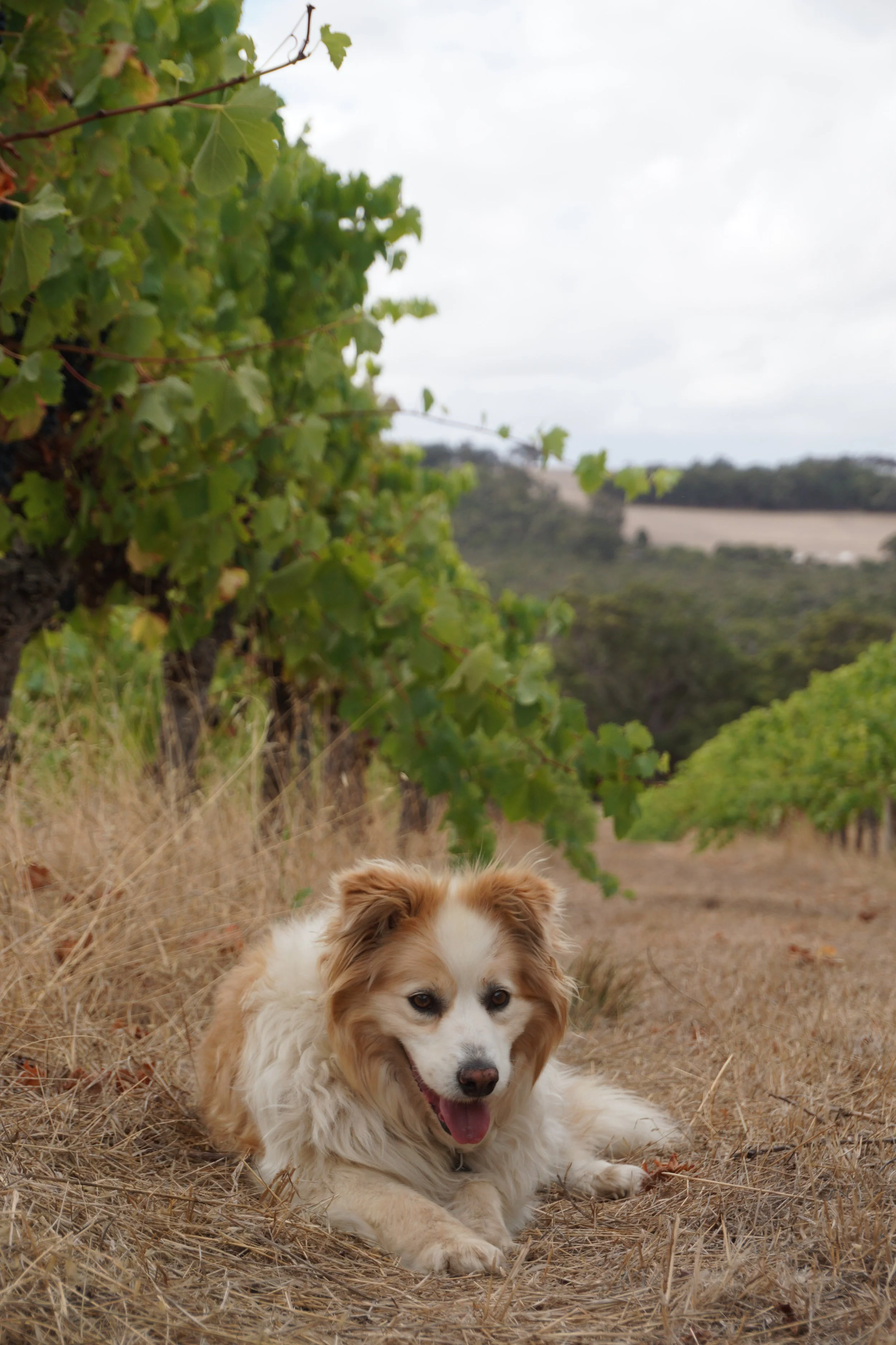 Piper, a dog from the Shepherd's Hut vineyard in the Porongurup wine region, lies on dry grass in front of green Shiraz vines and trees in the beautiful, rural Western Australian (Great Southern) landscape.