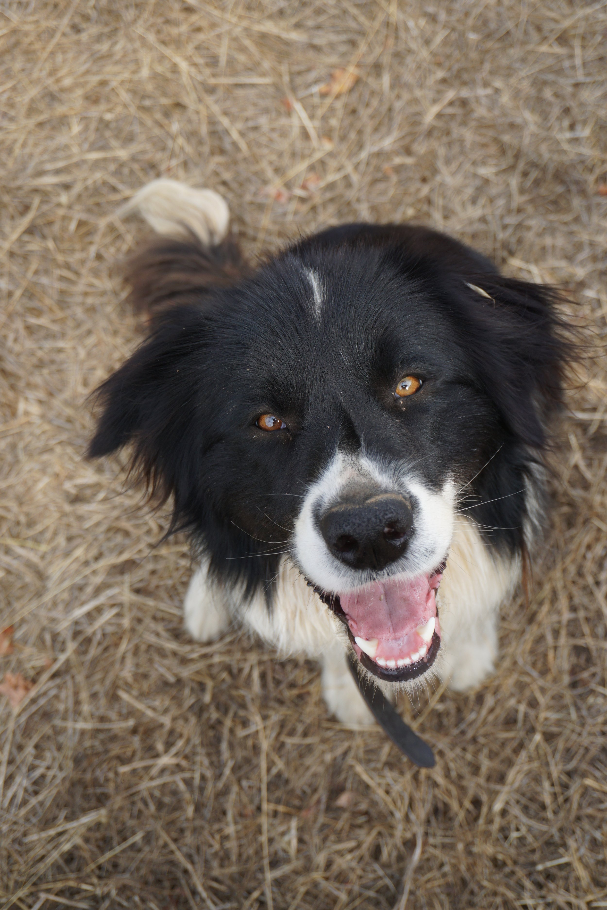 Tucker, a happy black and white border collie from Shepherd's Hut vineyard in Porongurup, smiles up at the camera. He is pictured in the undiscovered, quality, cool-climate Great Southern wine region of Western Australia.