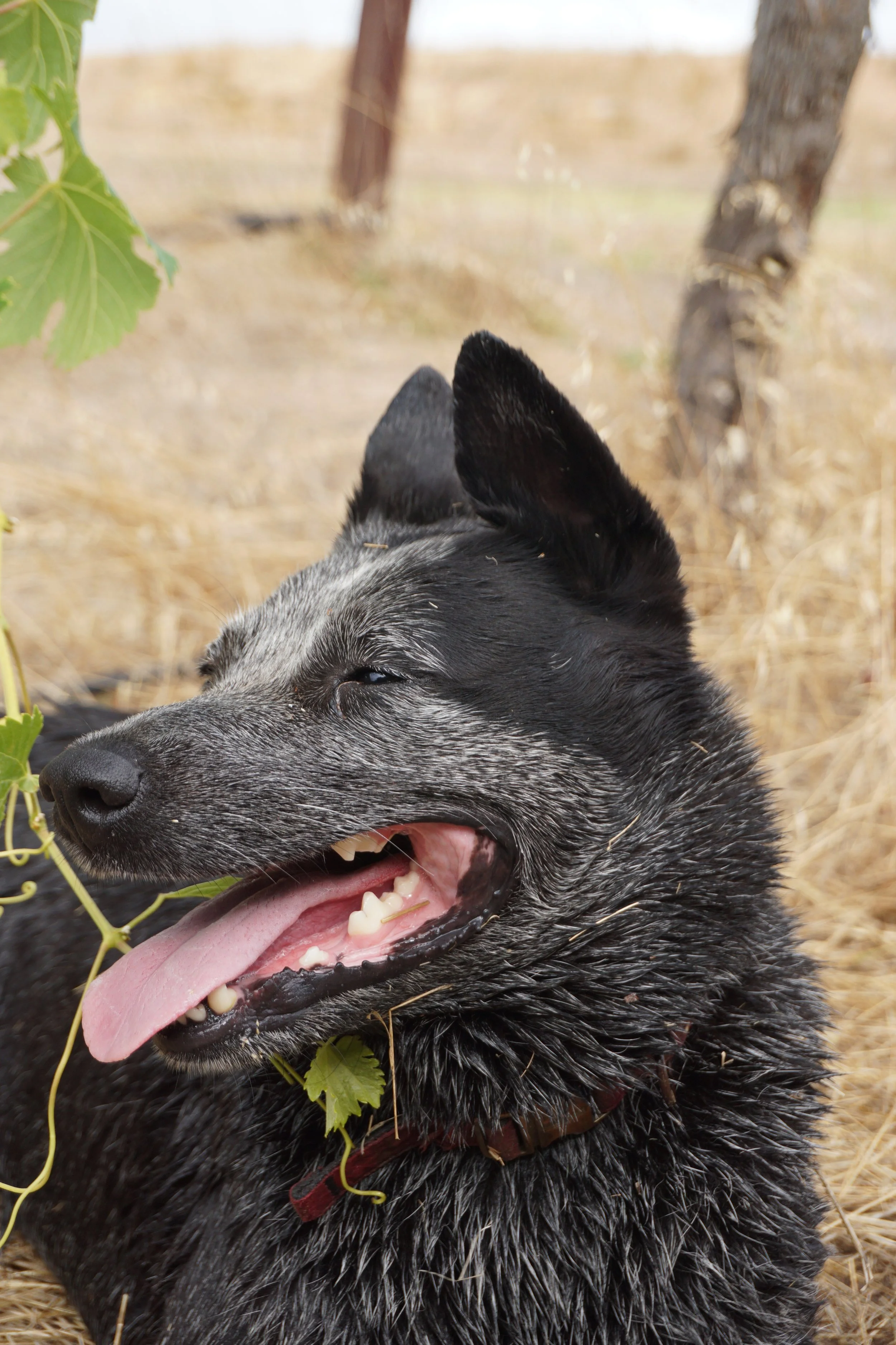 Gypsy, a happy blue heeler dog lies on dry grass in front of Shiraz vines on Porongurup's Shepherd's Hut vineyard. Shepherd's Hut is a small business known for growing quality, small-batch wines and providing friendly, authentic service.