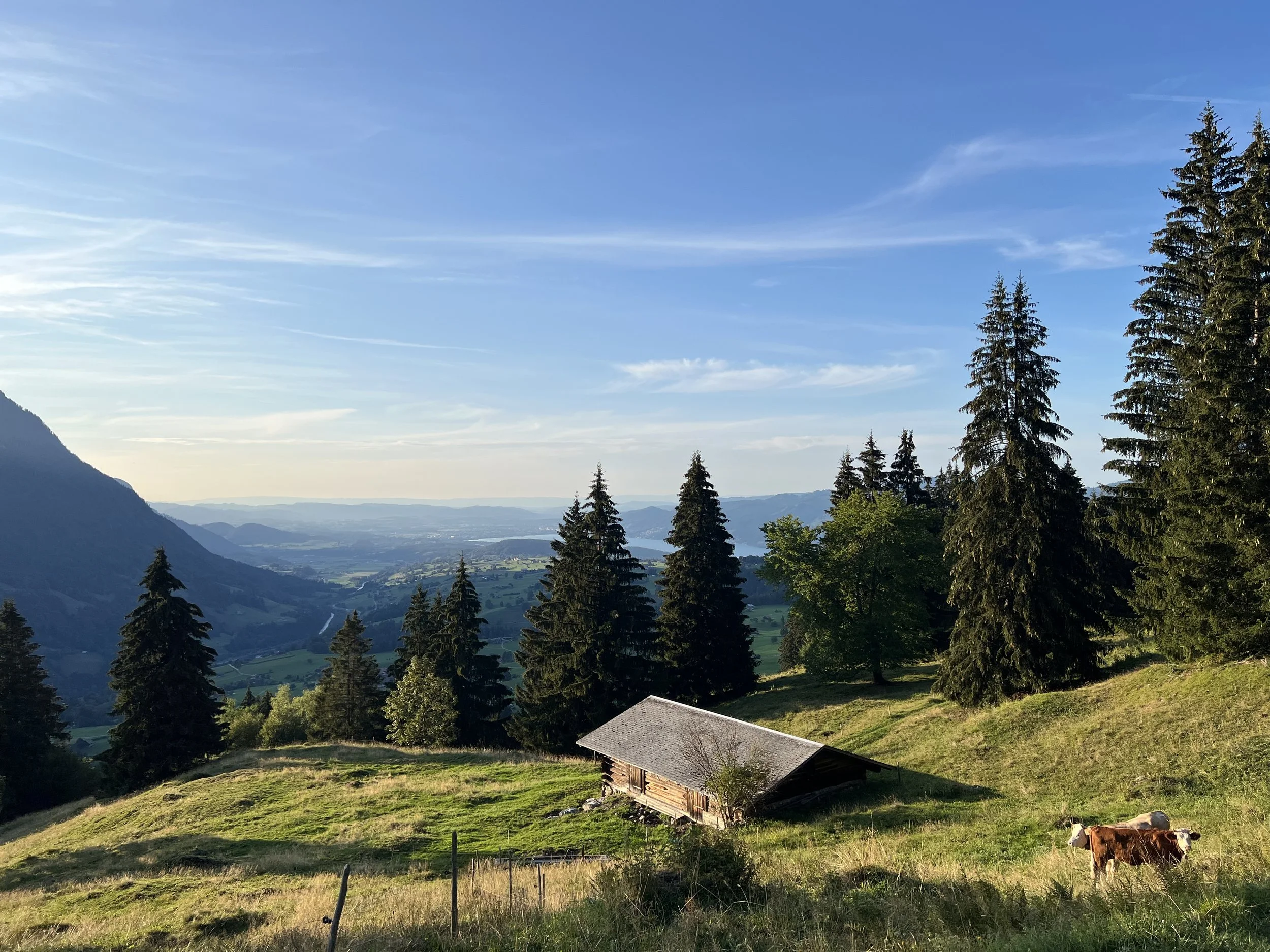 Alpenpanorama mit Bergwiese, Holzhütte, Fichten und Kuh vor einem weiten Tal