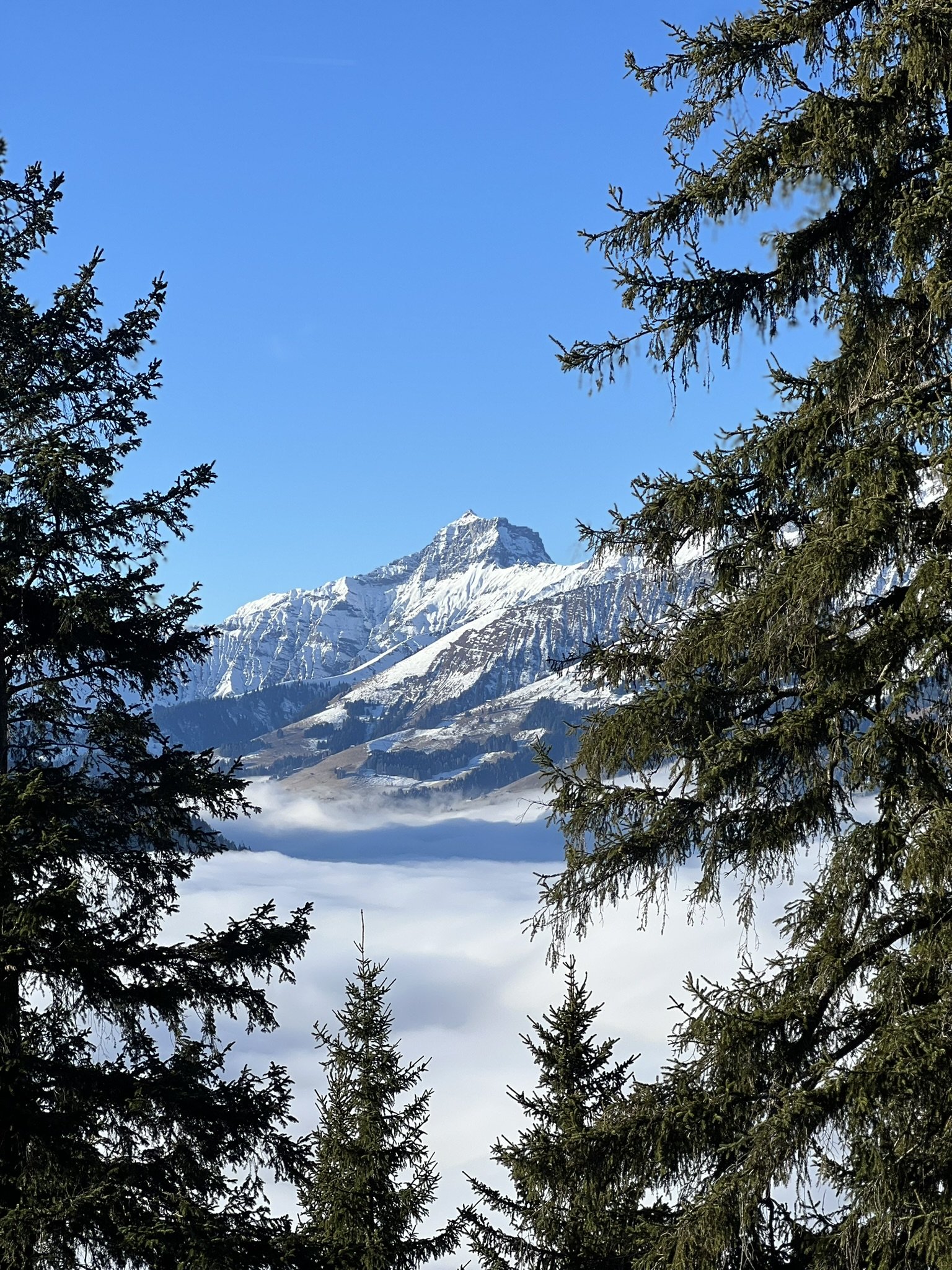 Berggipfel mit Schnee, umgeben von Tannenbäumen, mit Wolken darunter und klarem blauen Himmel darüber.