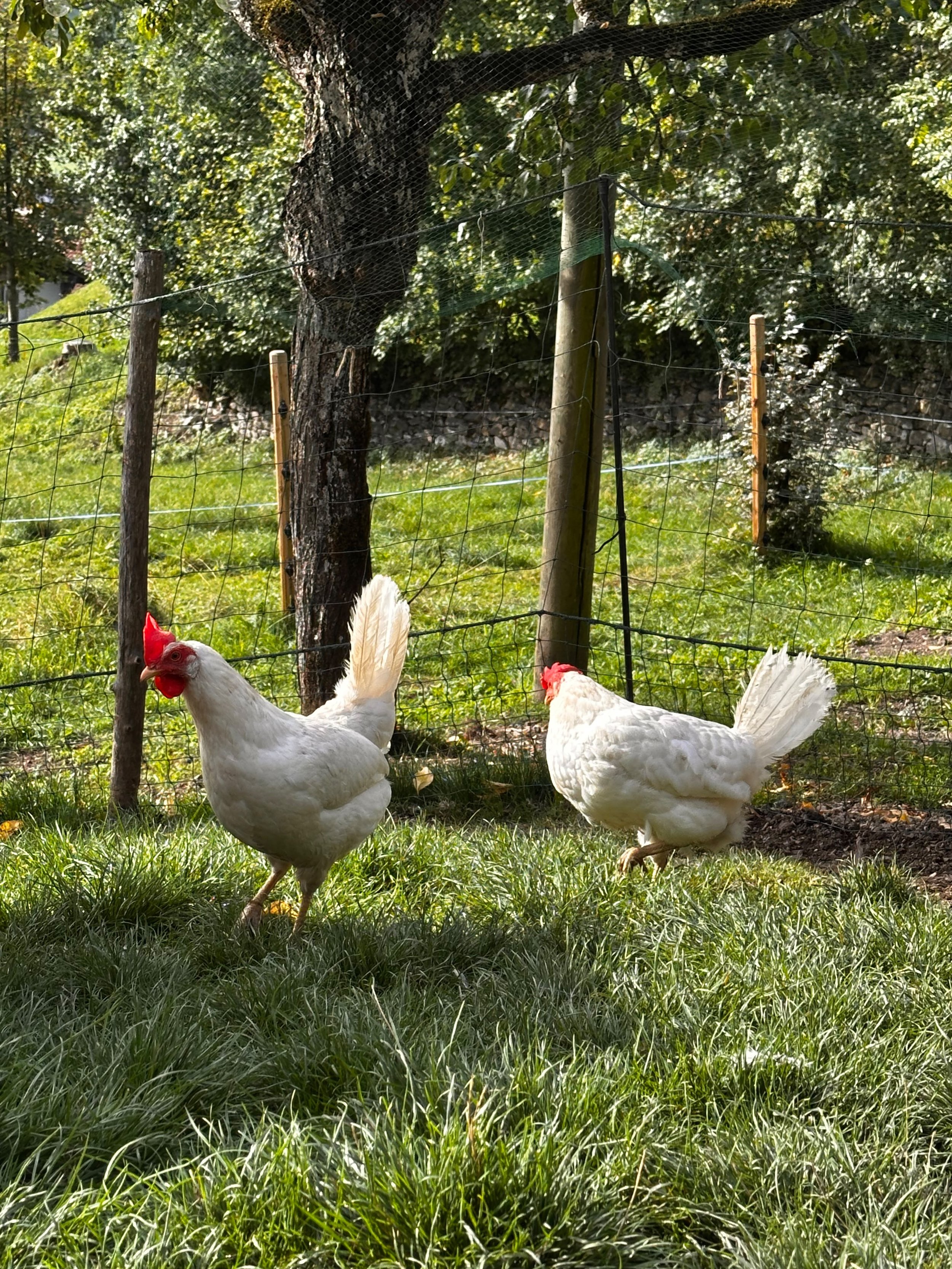 Zwei weiße Hühner mit roten Kämmen in einem umzäunten, begrünten Auslauf