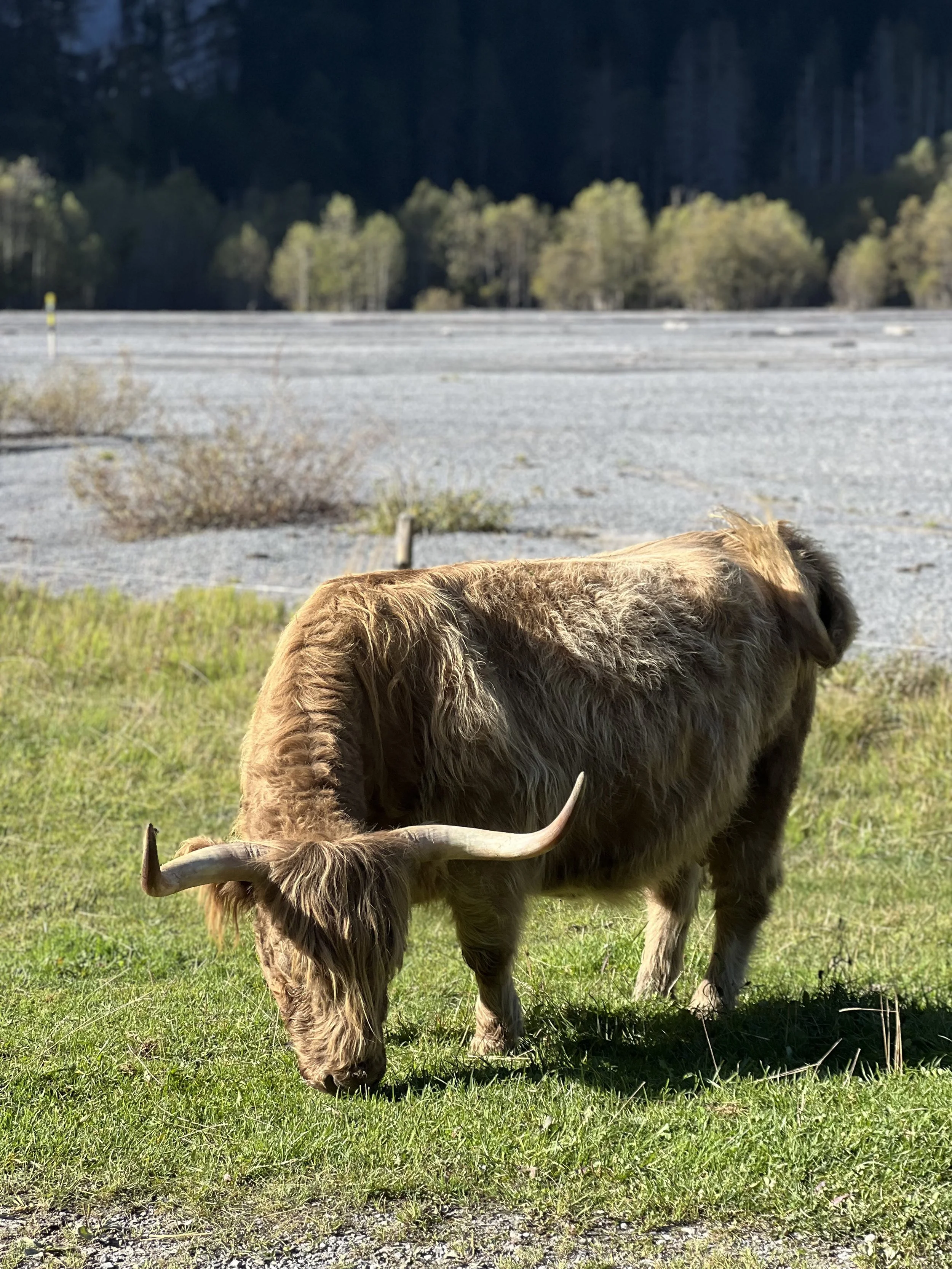 Zotteliges Hochlandrind mit langen Hörnern beim Grasen auf einer Wiese vor einem Wald.