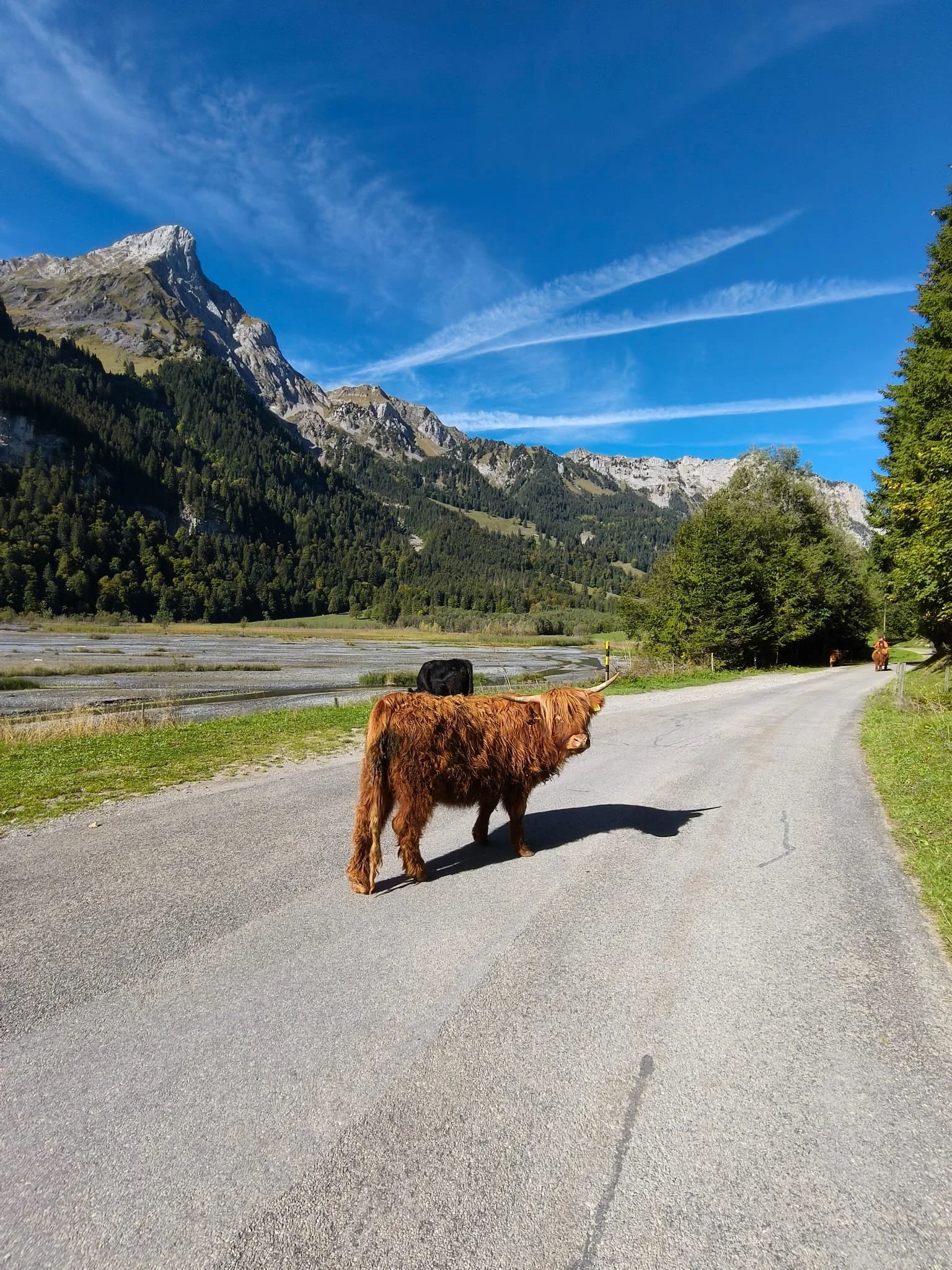 Zottelige Highland-Rinder auf einem Weg vor einer beeindruckenden alpinen Berglandschaft mit Wald und blauem Himmel