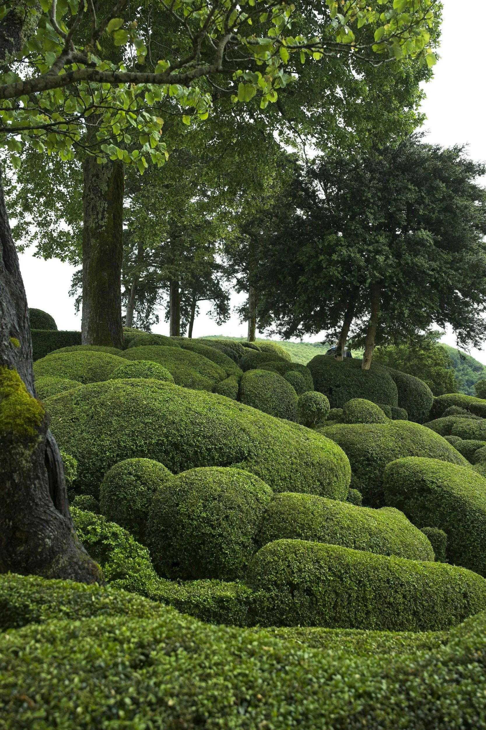 Lush green landscape with neatly trimmed rounded bushes and tall trees, creating a serene garden scene.