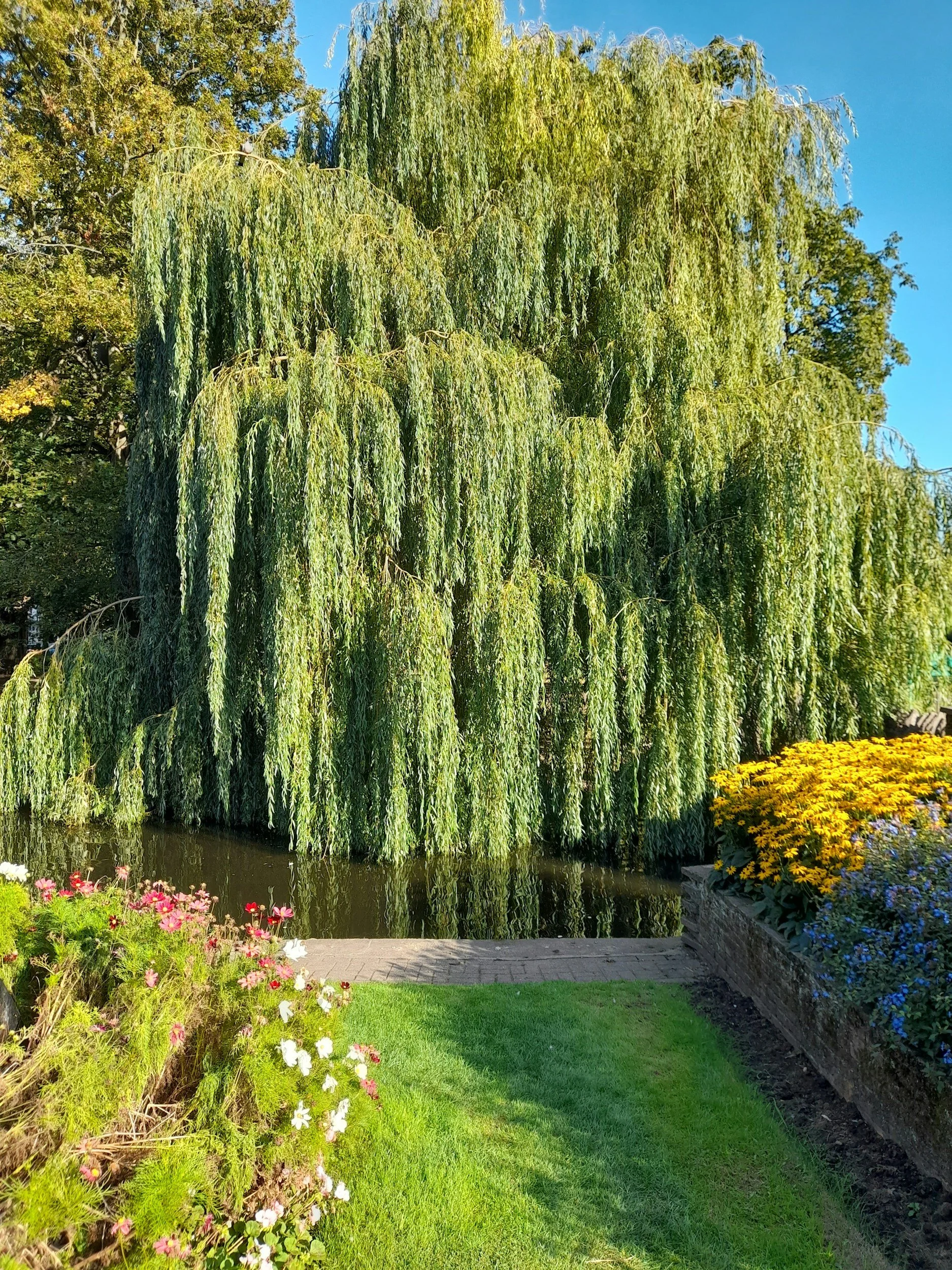 A tall weeping willow tree over a pond with colorful flowers and greenery in a garden on a sunny day.