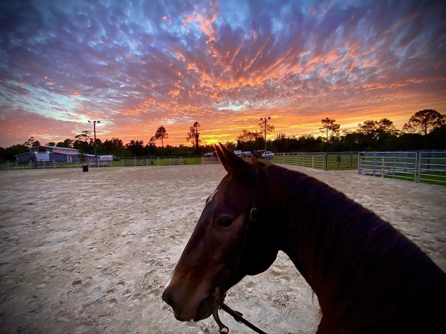 A horse standing in an outdoor equestrian arena at sunset with a vibrant, colorful sky and scattered clouds in the background.