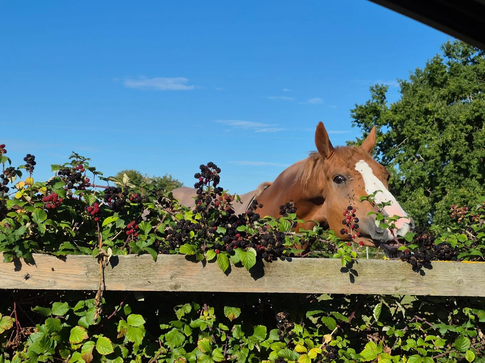 One-to-one performance coaching session with rider