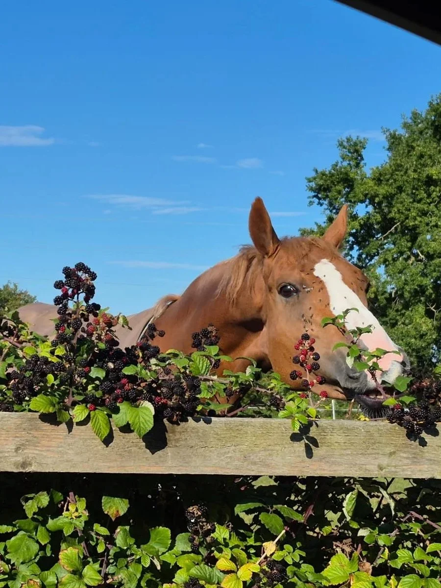 One-to-one performance coaching session with rider