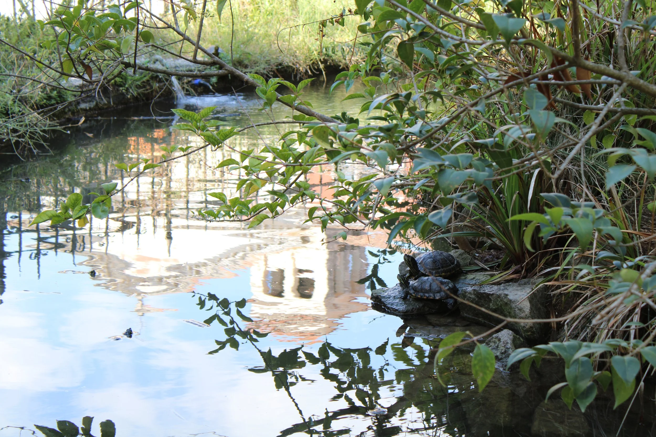 Two turtles resting on a rock at the edge of a pond surrounded by green plants and foliage, with reflections of nearby structures on the water surface.