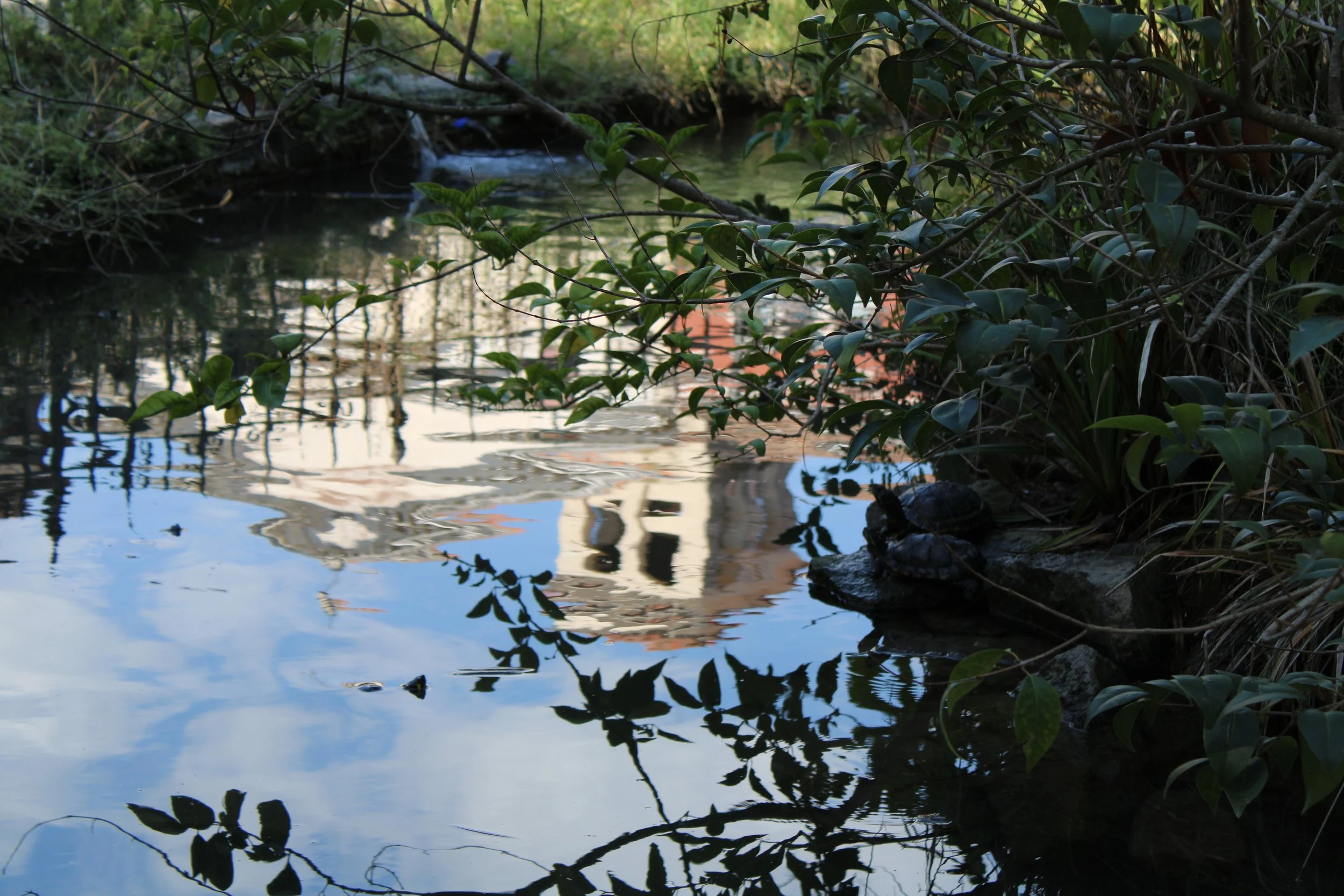 A small stream or pond with clear water surrounded by lush greenery and rocks, reflecting the sky and nearby buildings.