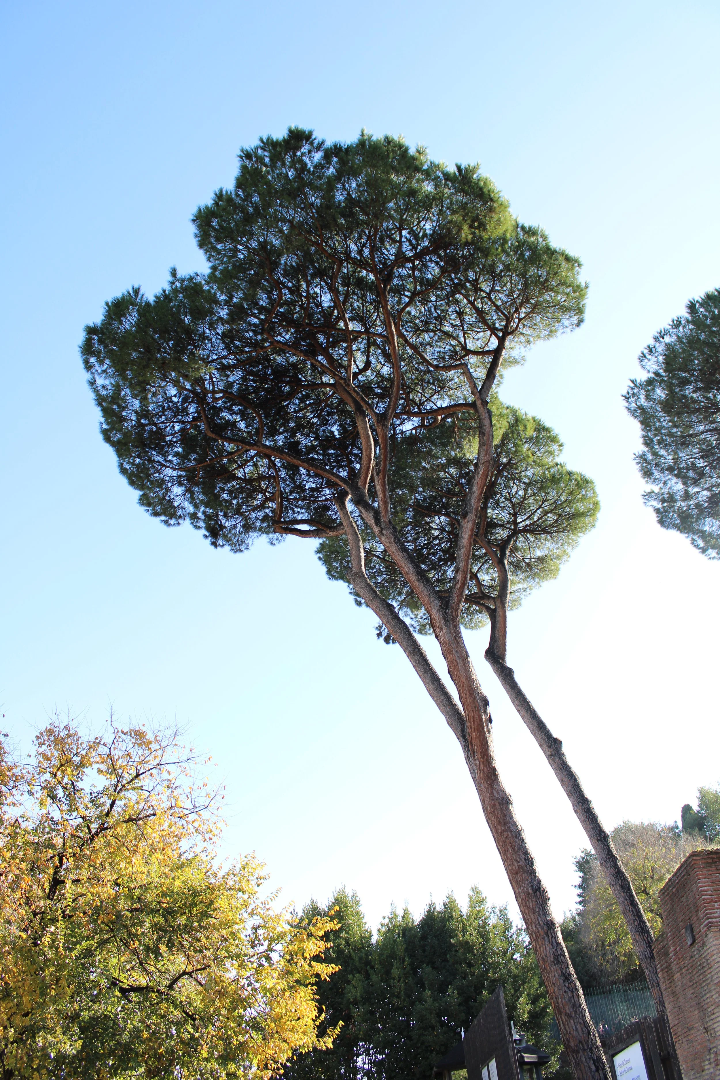 Tall pine trees with green foliage against a clear blue sky in a park setting.